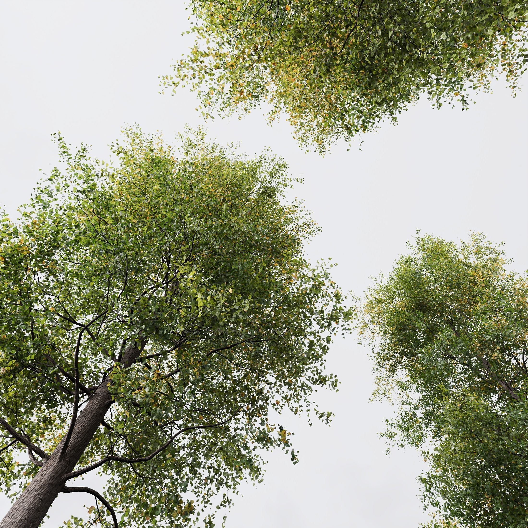 HQ Plants Alnus glutinosa02 3D model_1