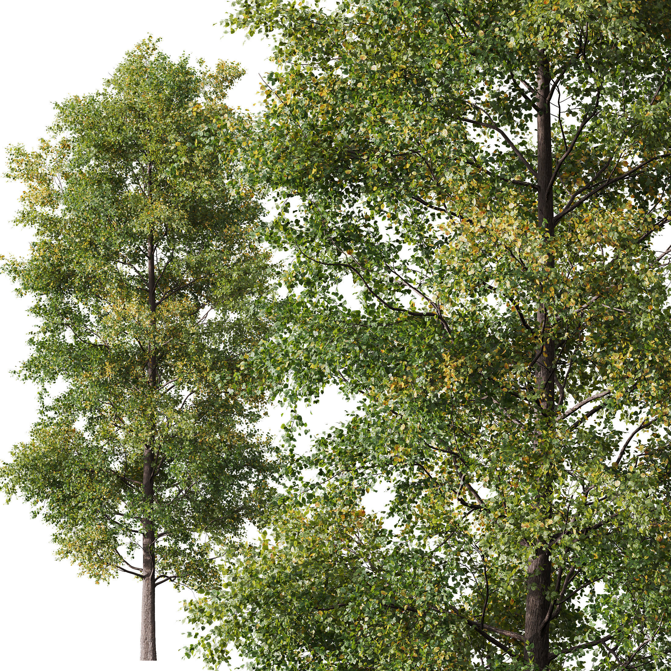 HQ Plants Alnus glutinosa02 3D model_2