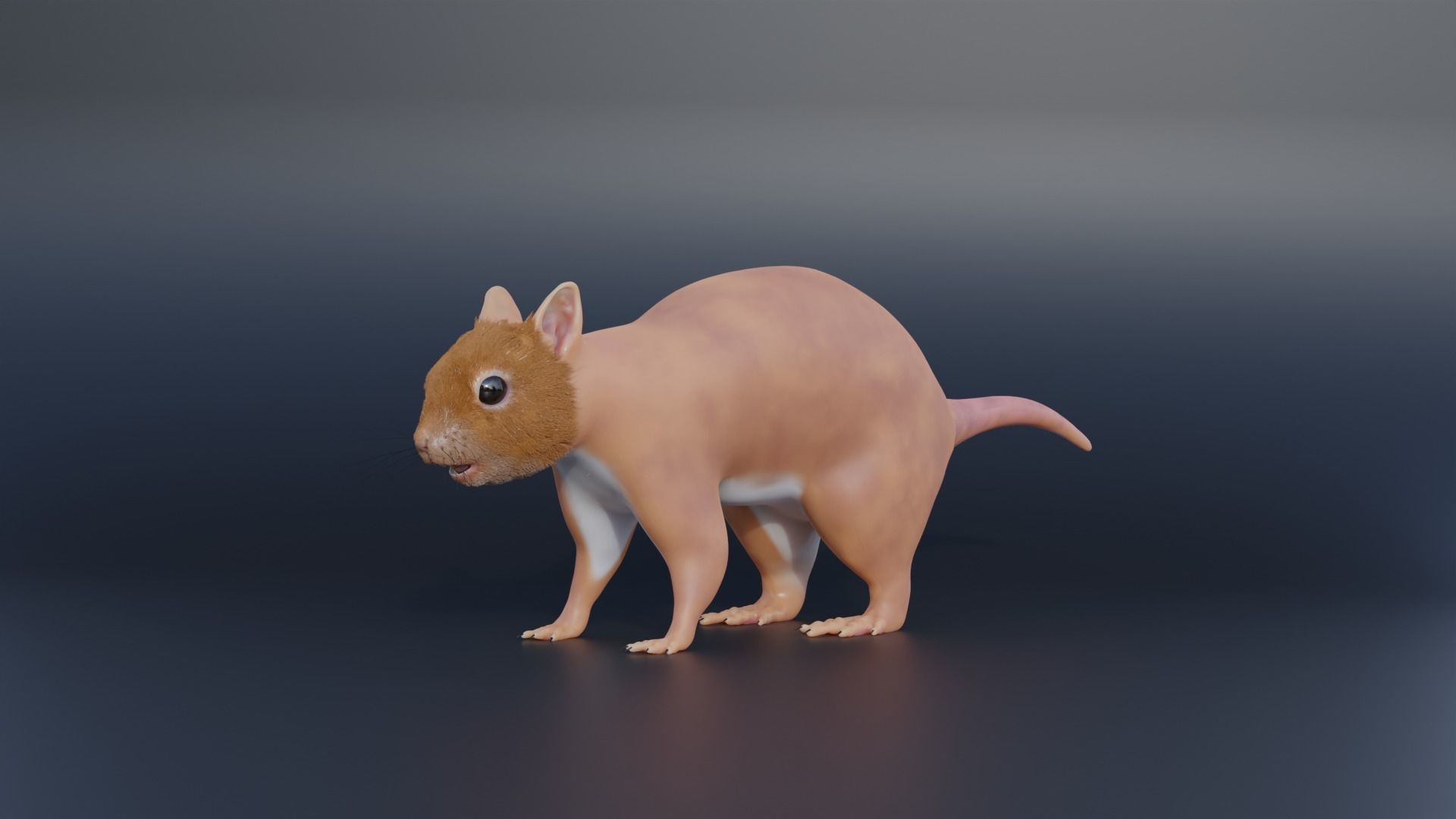 Squirrel Realistic Blender 3D model_11