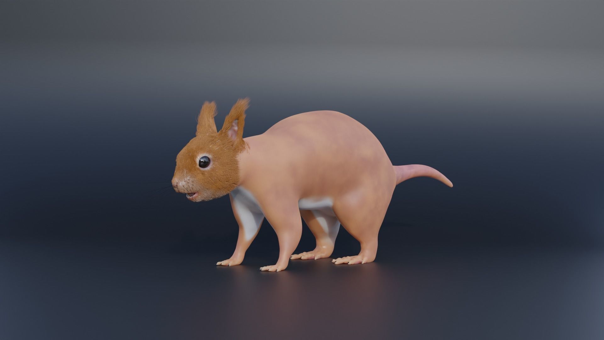 Squirrel Realistic Blender 3D model_10