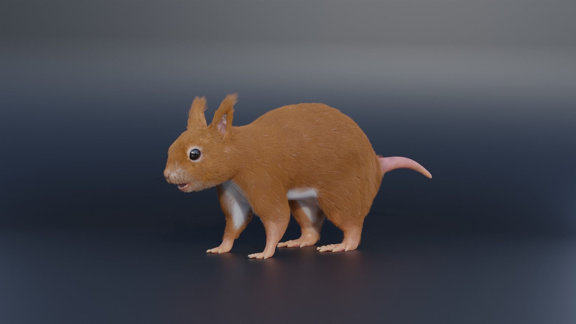 Squirrel Realistic Blender 3D model_9