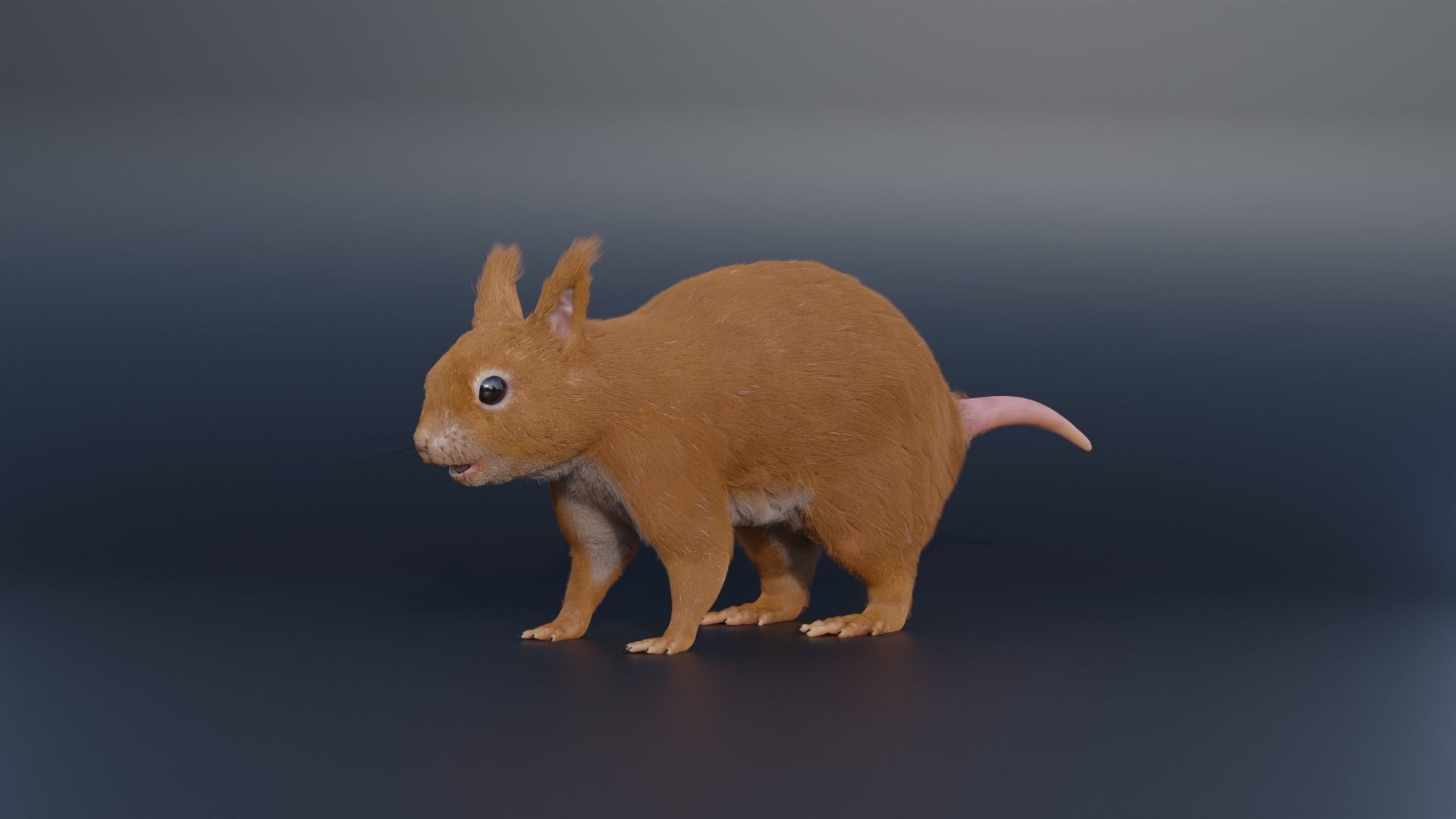 Squirrel Realistic Blender 3D model_7