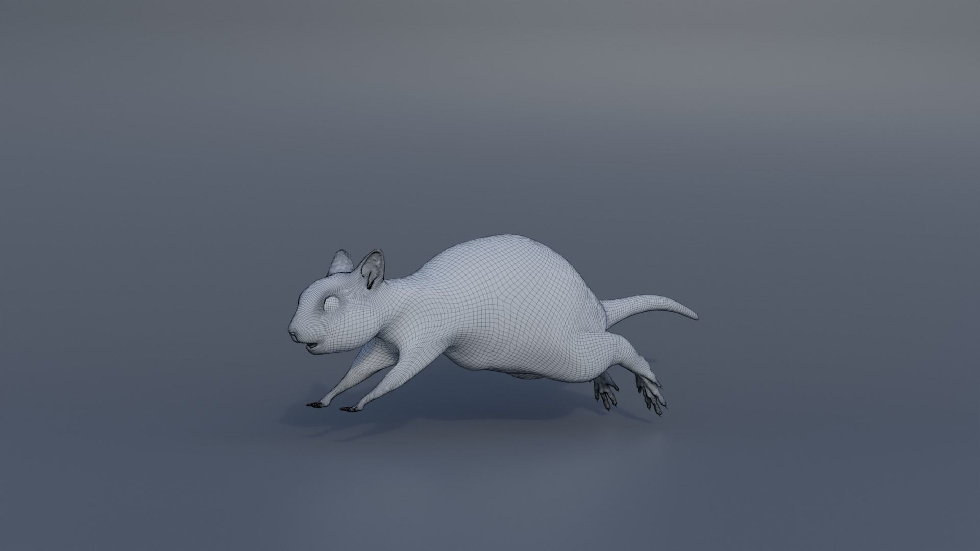 Squirrel Realistic Blender 3D model_3
