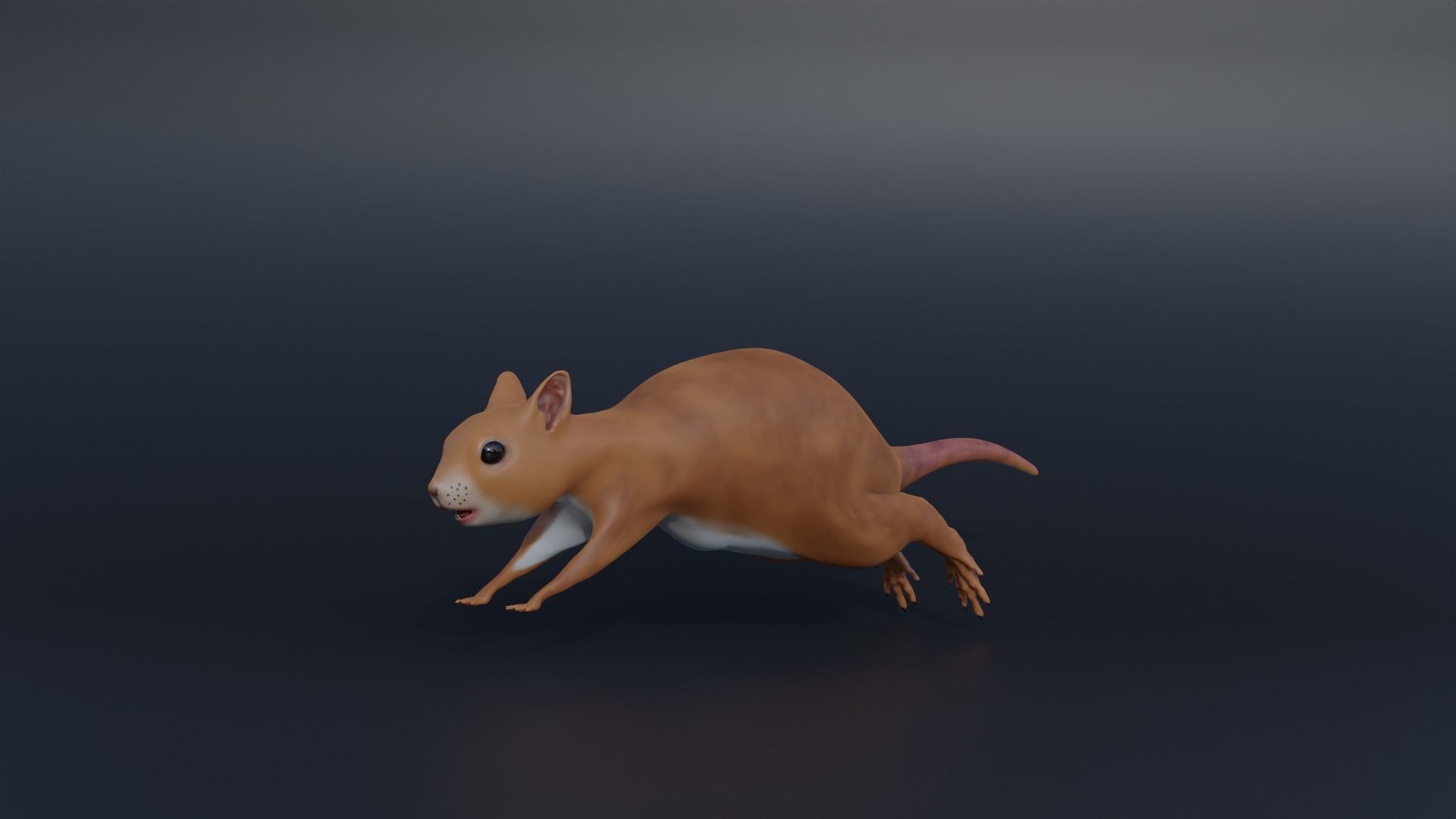 Squirrel Realistic Blender 3D model_2