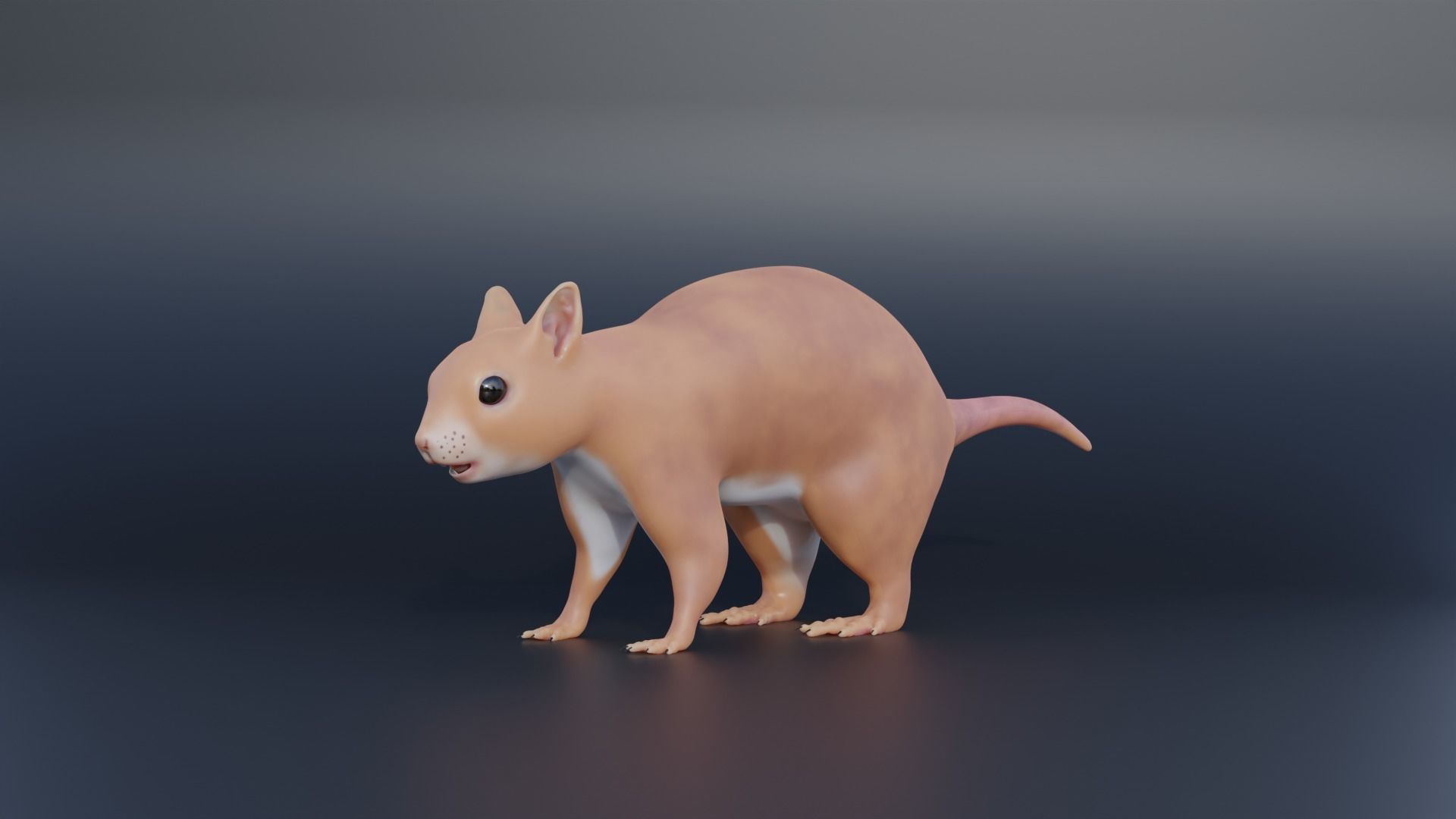 Squirrel Realistic Blender 3D model_5