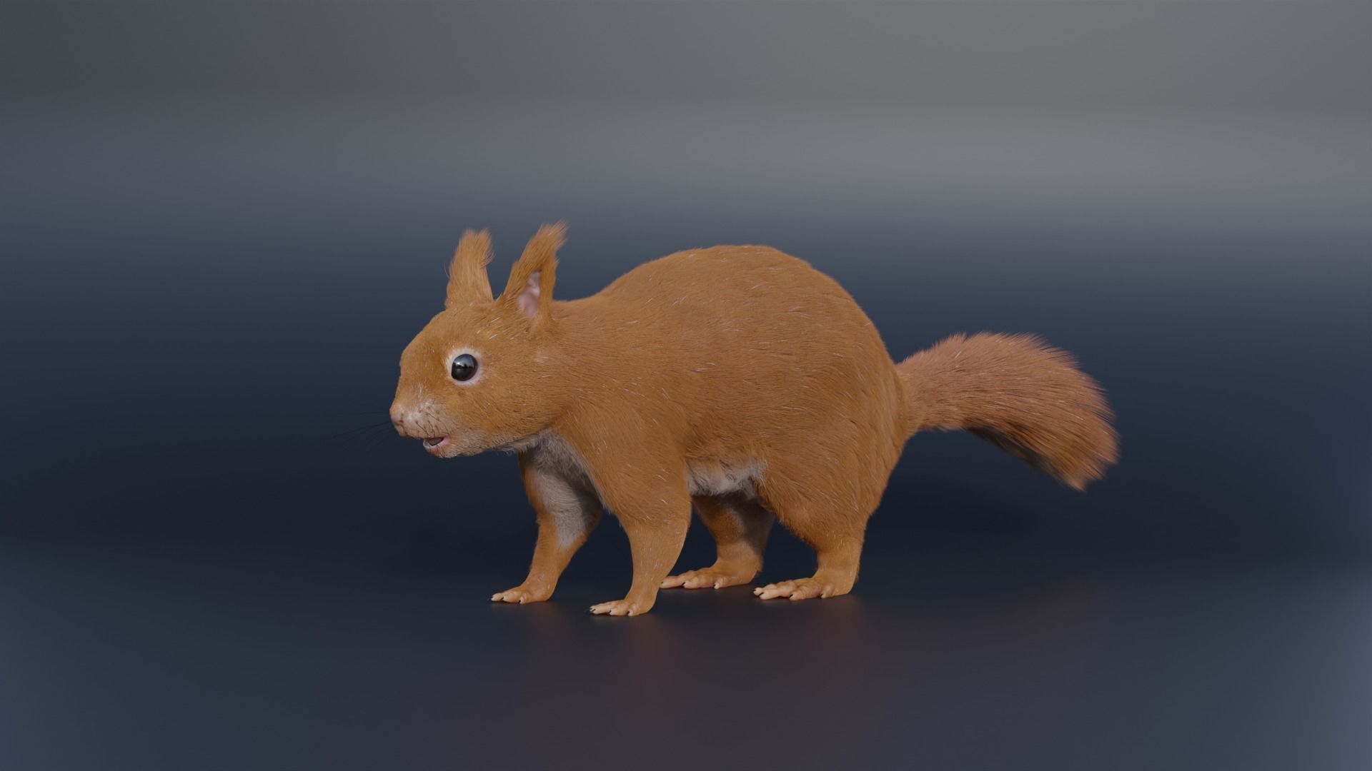 Squirrel Realistic Blender 3D model_4
