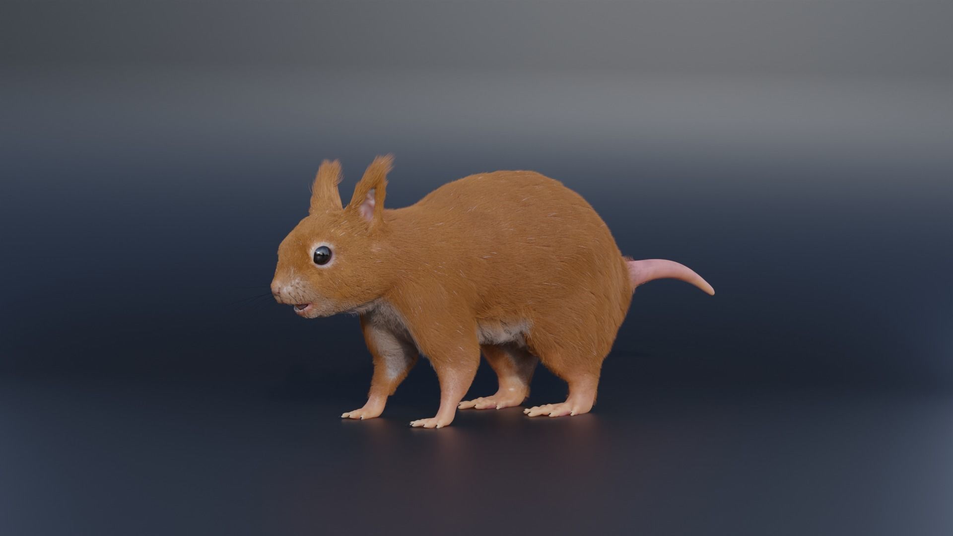 Squirrel Realistic Blender 3D model_8