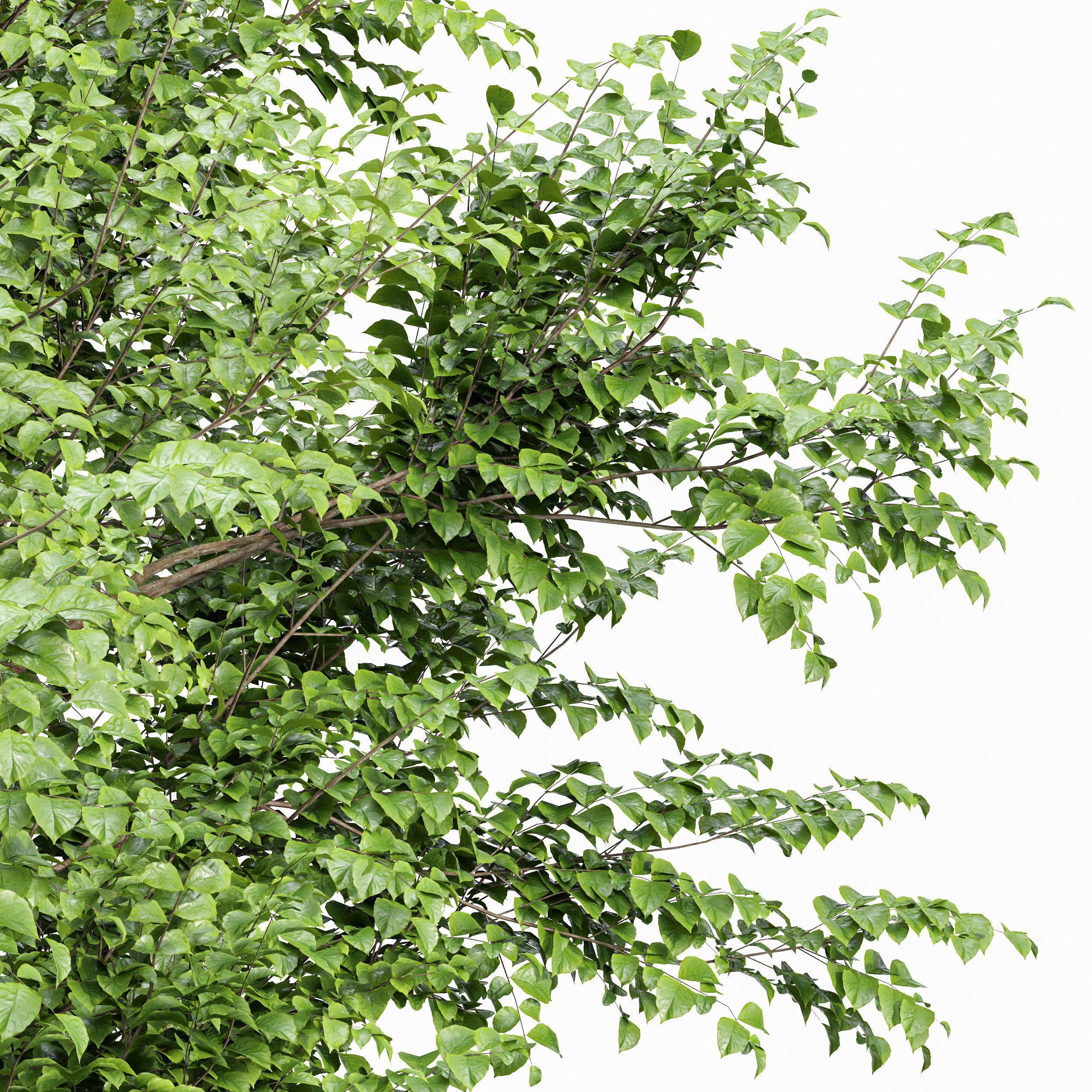 European Beech and Acer Saccharinum Trees 3D model_1