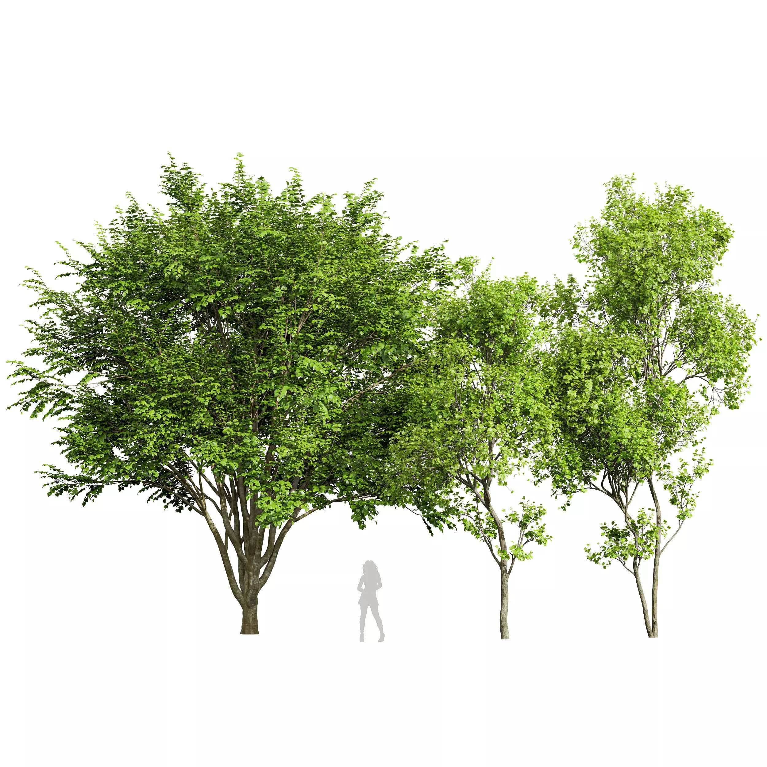 European Beech and Acer Saccharinum Trees 3D model_0