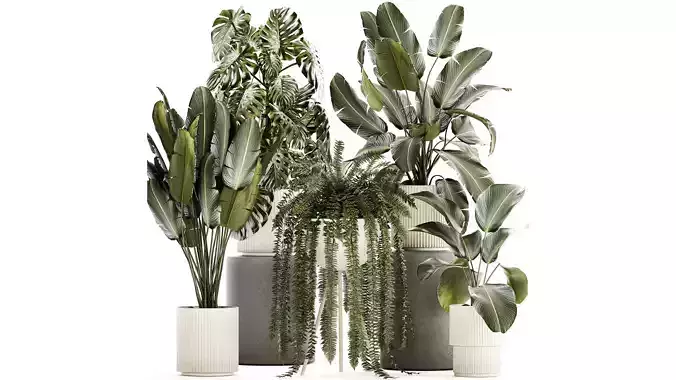 Set of beautiful fern and Strelitzia plants in pots for decor