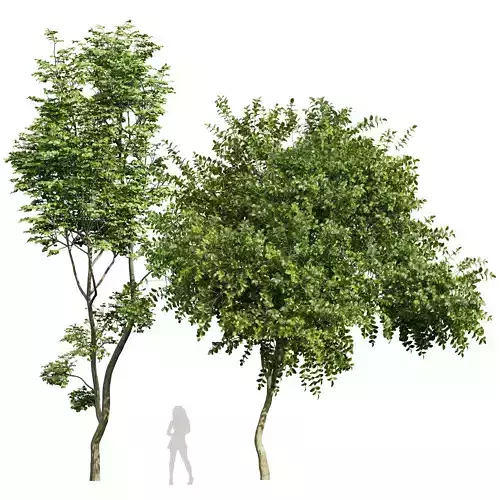 Michelia Champaca and Hazel leave