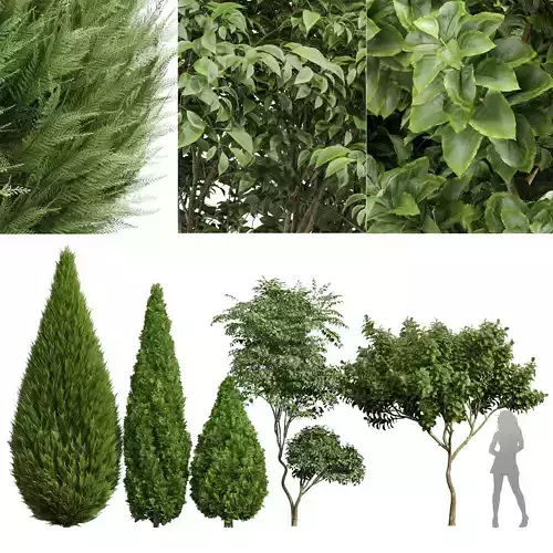 Michelia Champaca Japanese Cherry Leaf chinensis Juniper