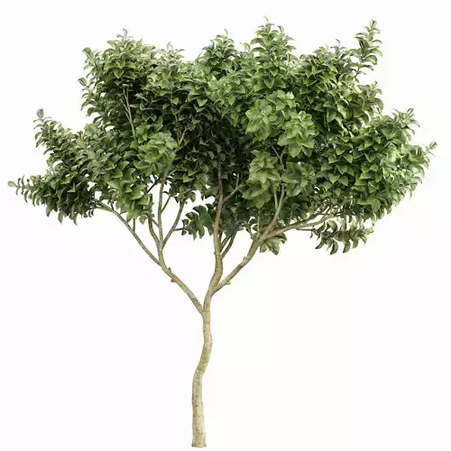Michelia Champaca Japanese Cherry Leaf chinensis Juniper 3D model