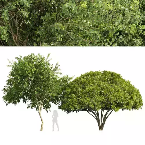 Michelia Champaca and Palo verde