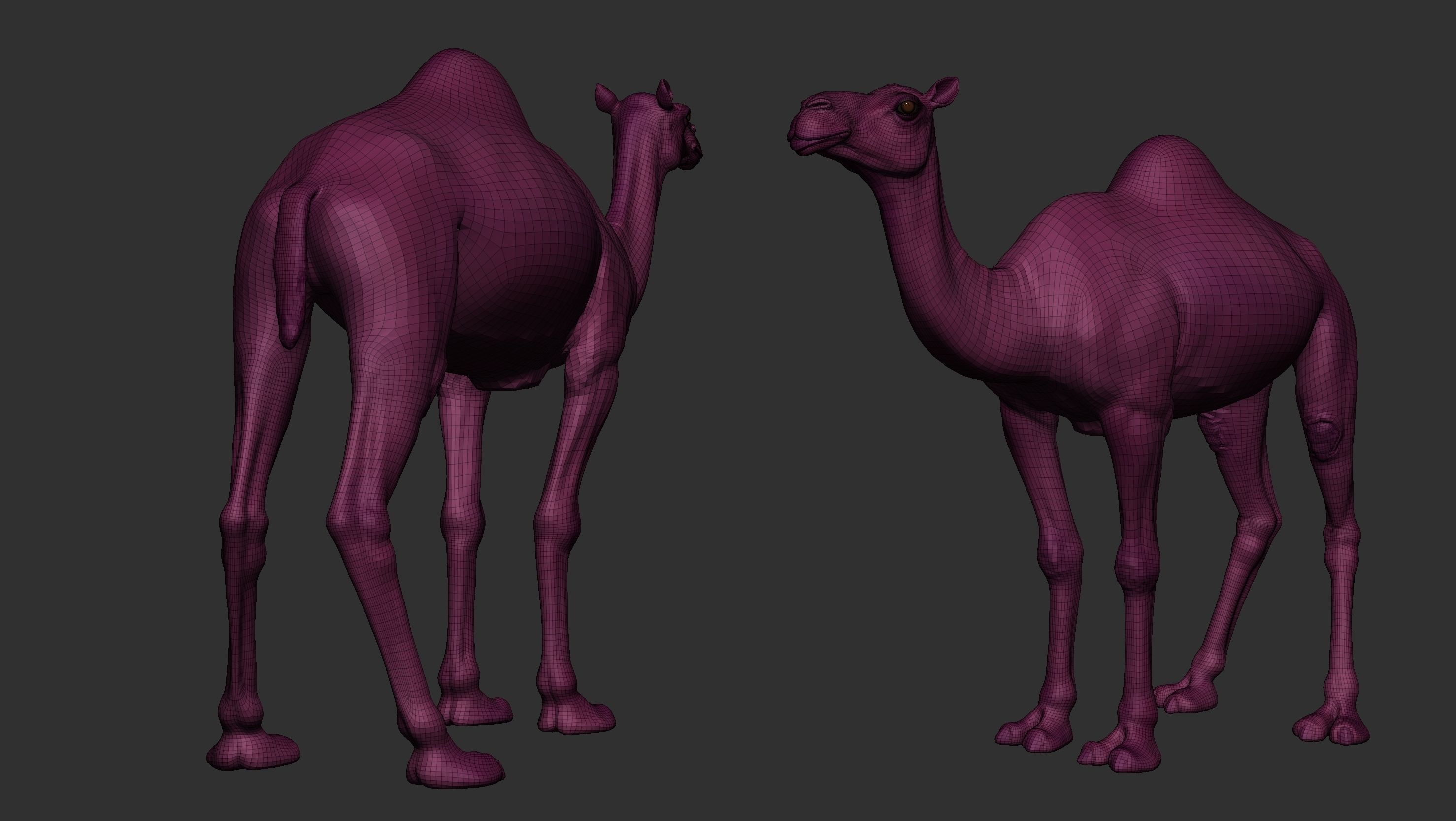 Camel Zbrush  3D model_10