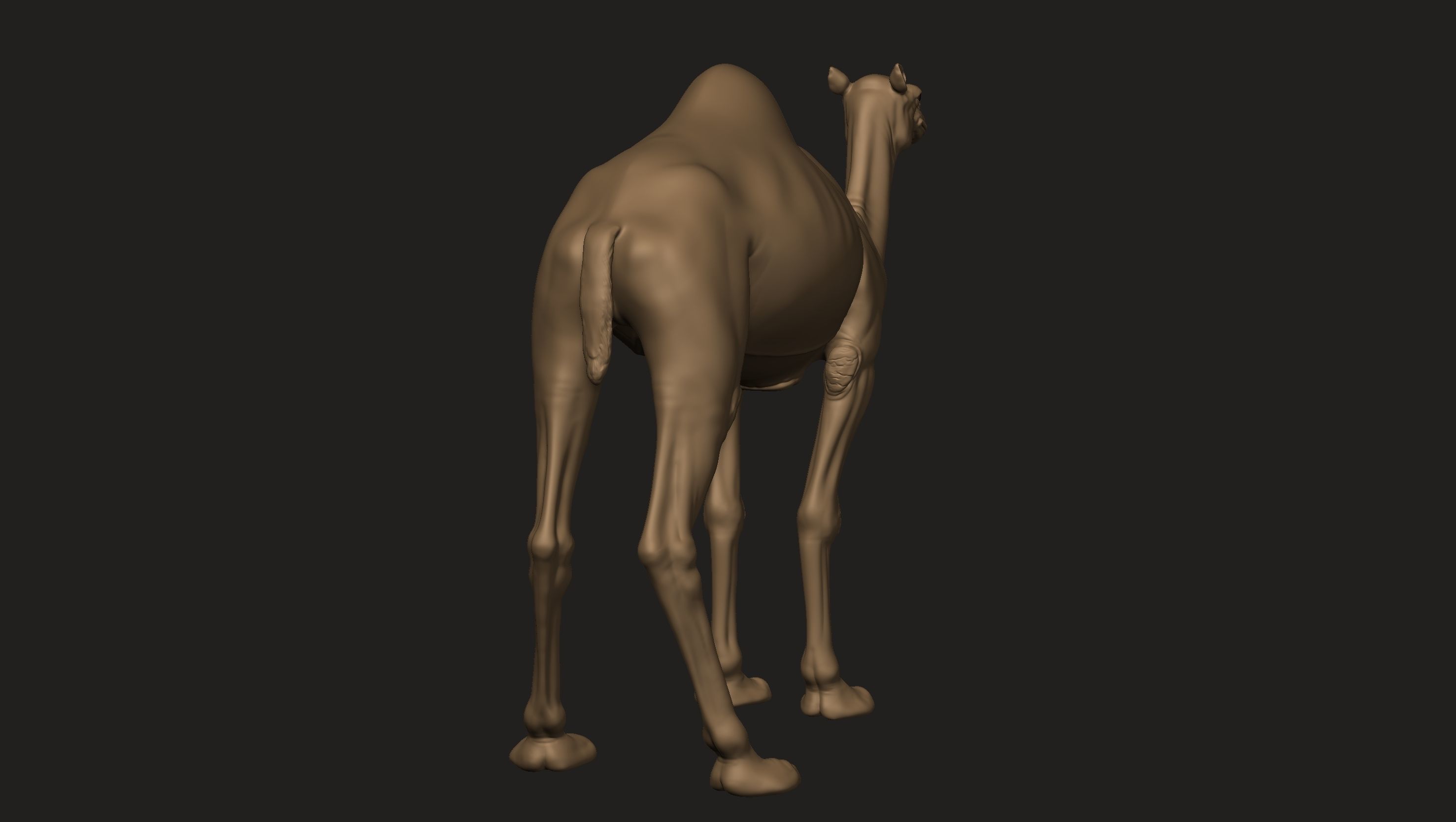 Camel Zbrush  3D model_5