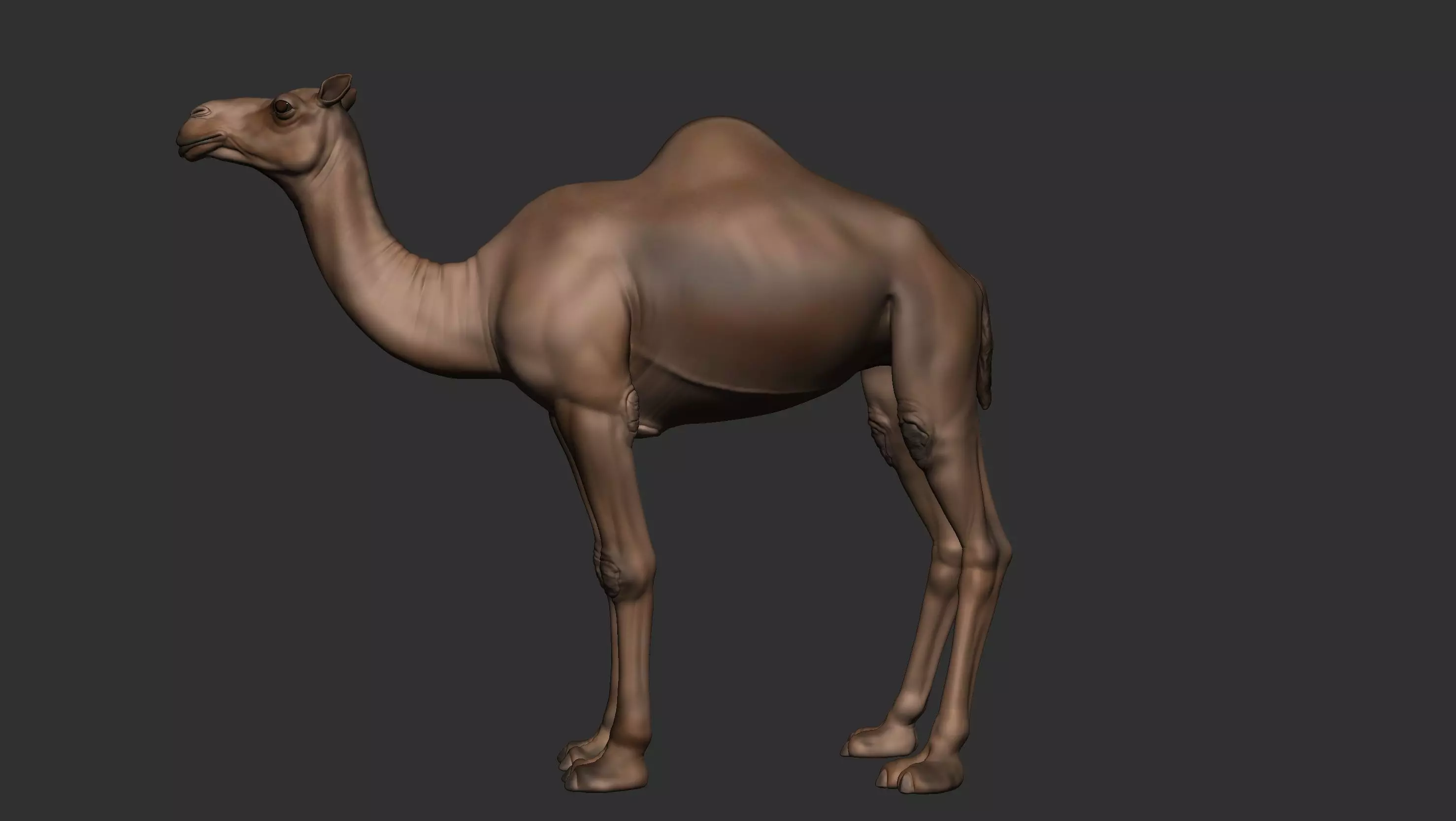 Camel Zbrush  3D model_0
