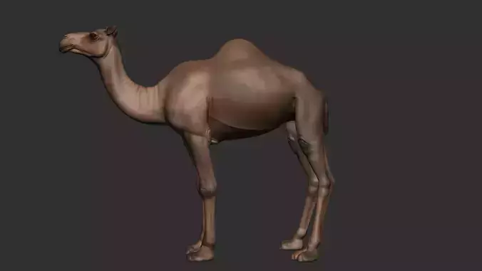 Camel Zbrush 