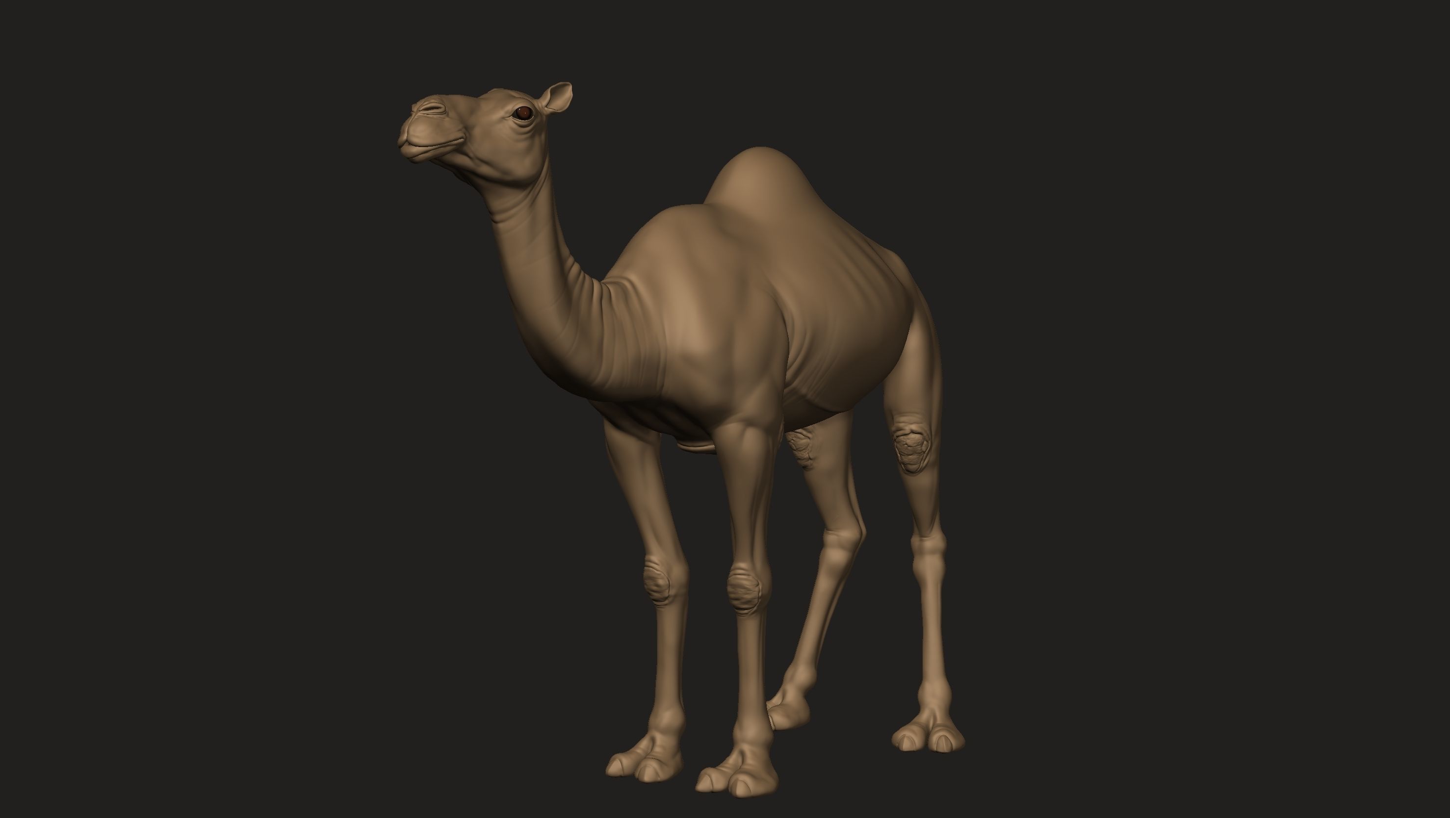 Camel Zbrush  3D model_7