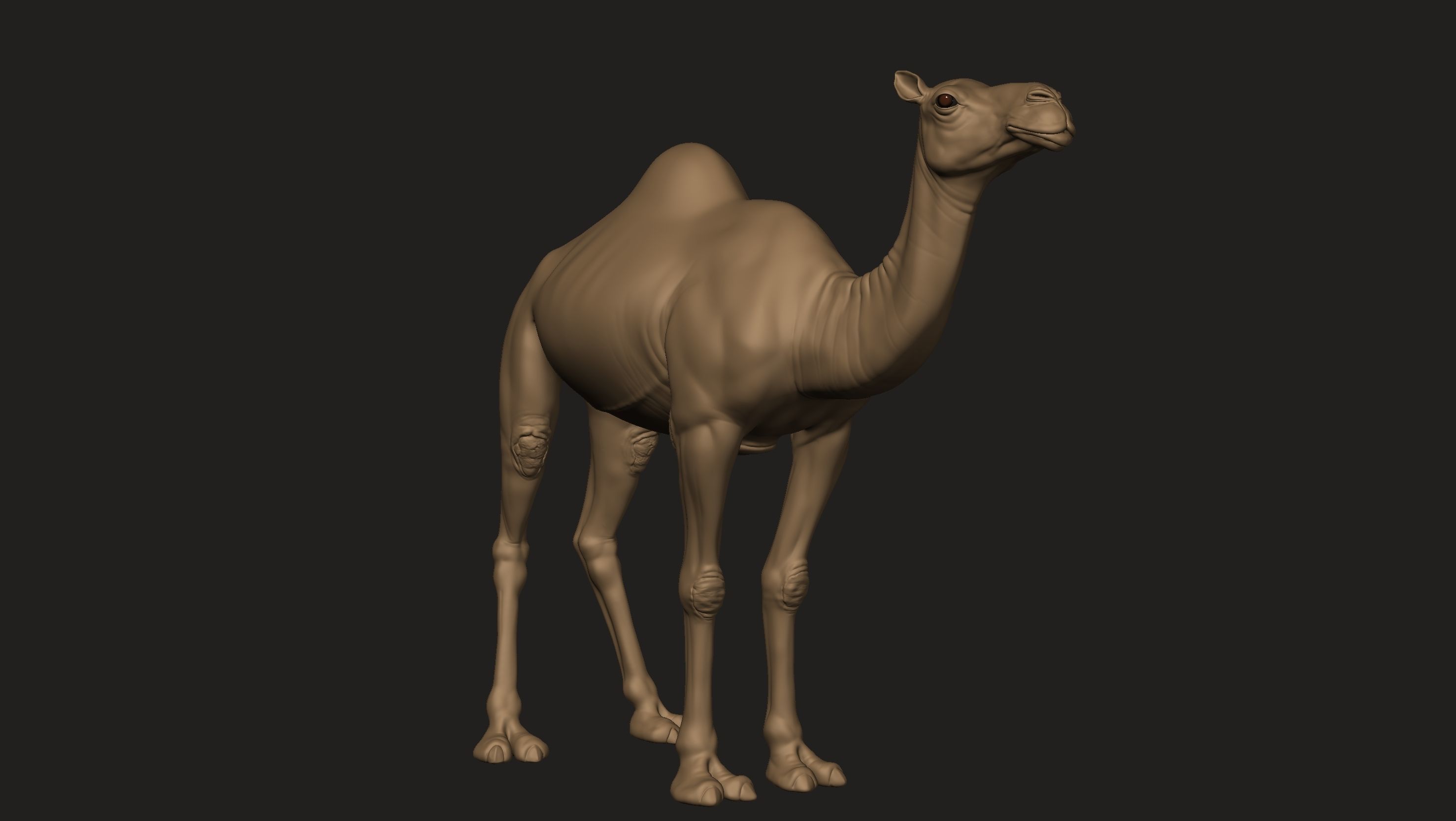 Camel Zbrush  3D model_6