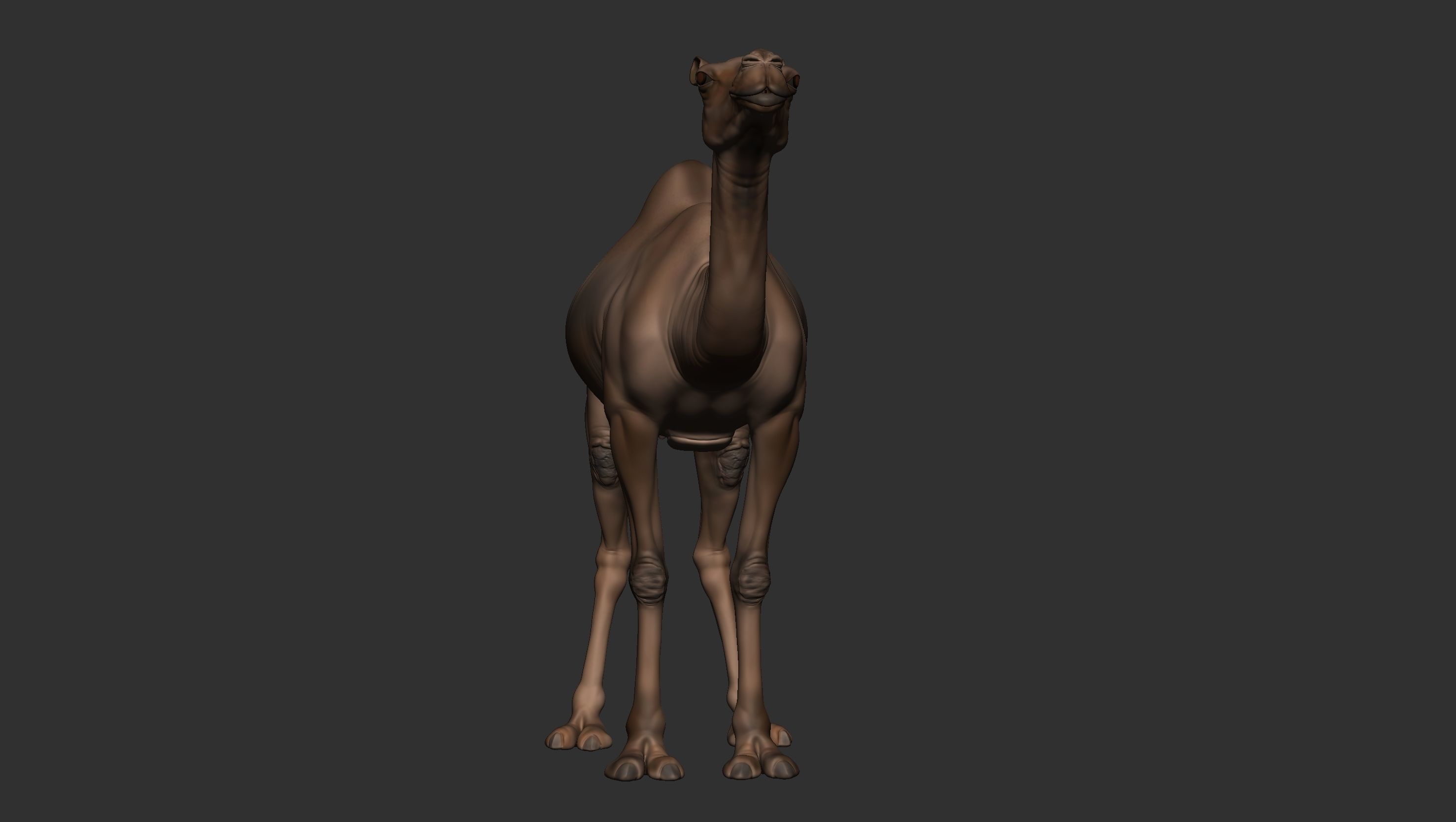 Camel Zbrush  3D model_3