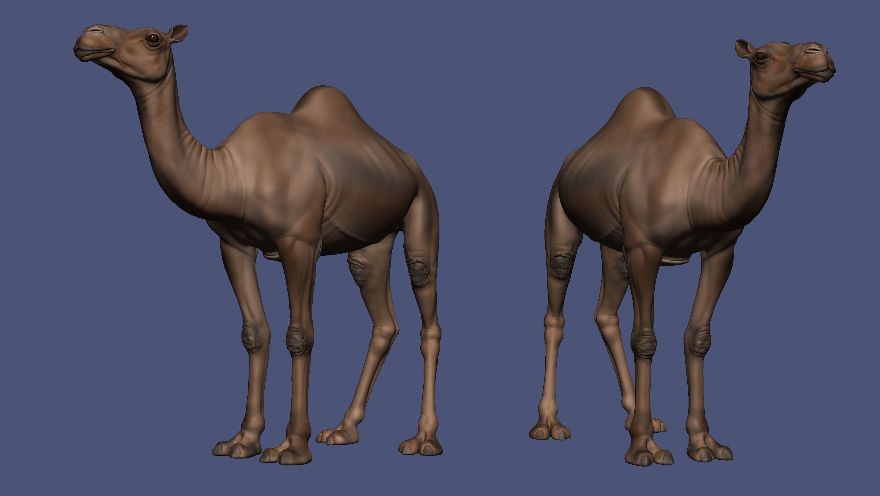 Camel Zbrush  3D model_9