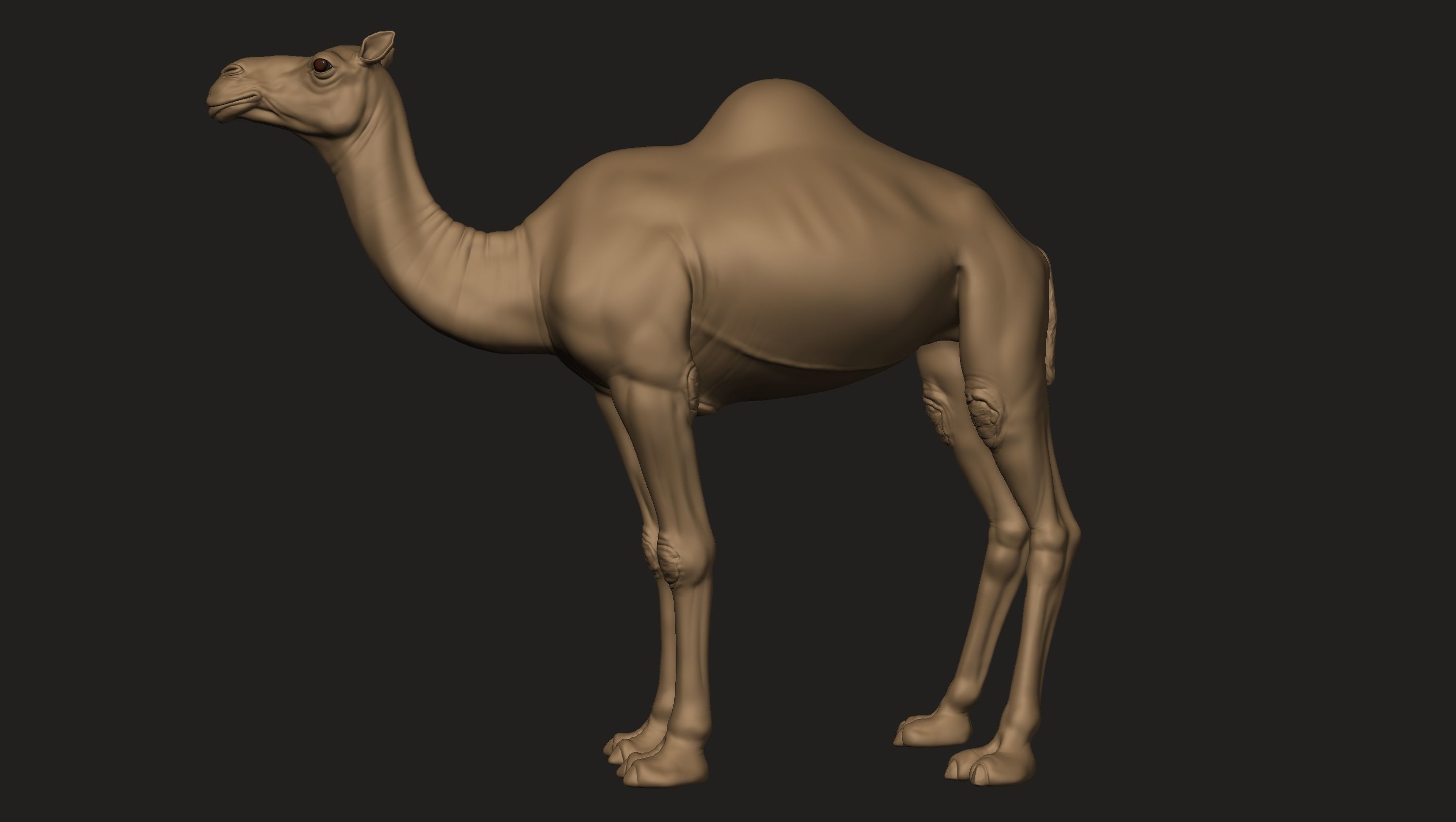 Camel Zbrush  3D model_4