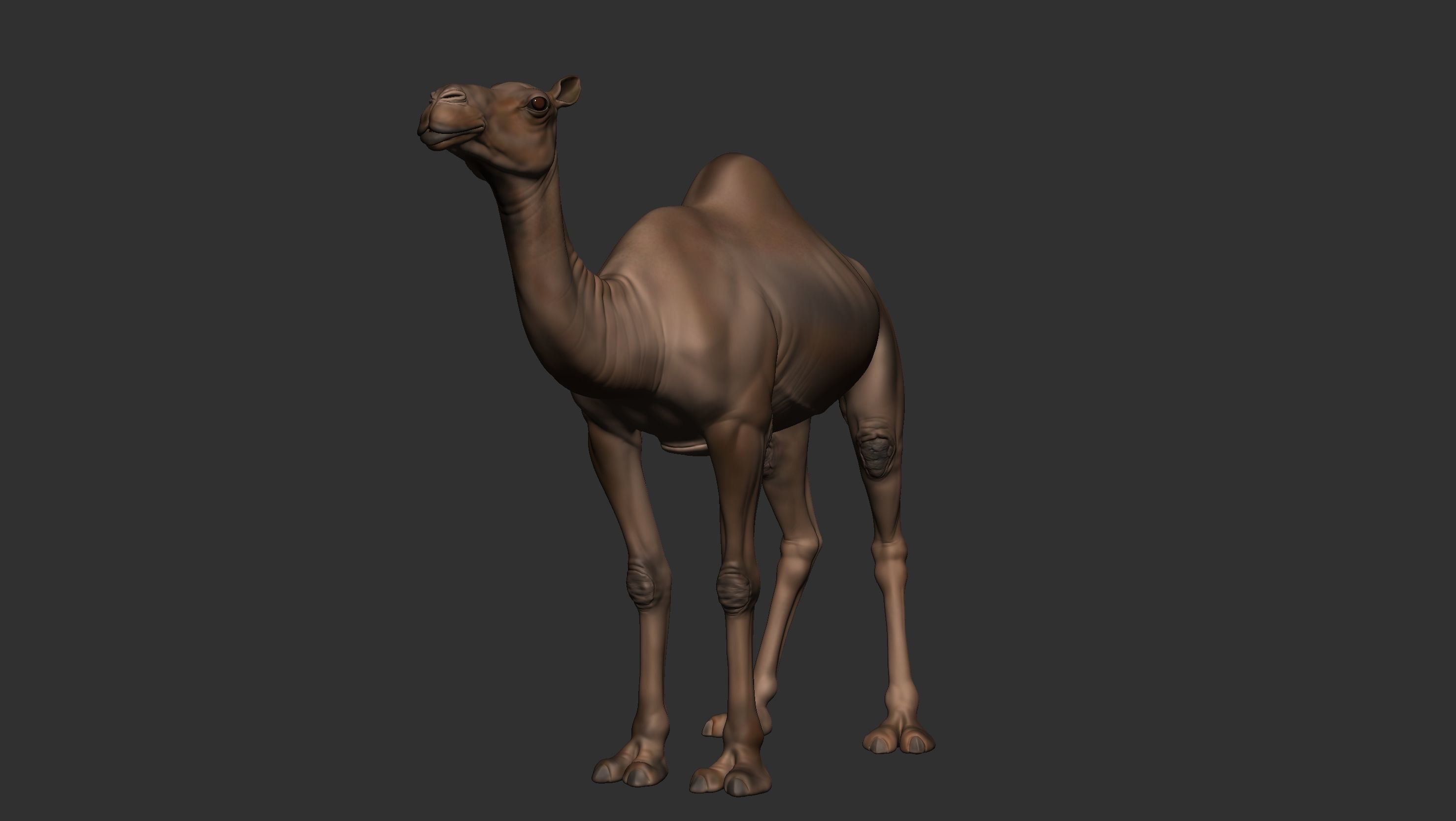Camel Zbrush  3D model_1