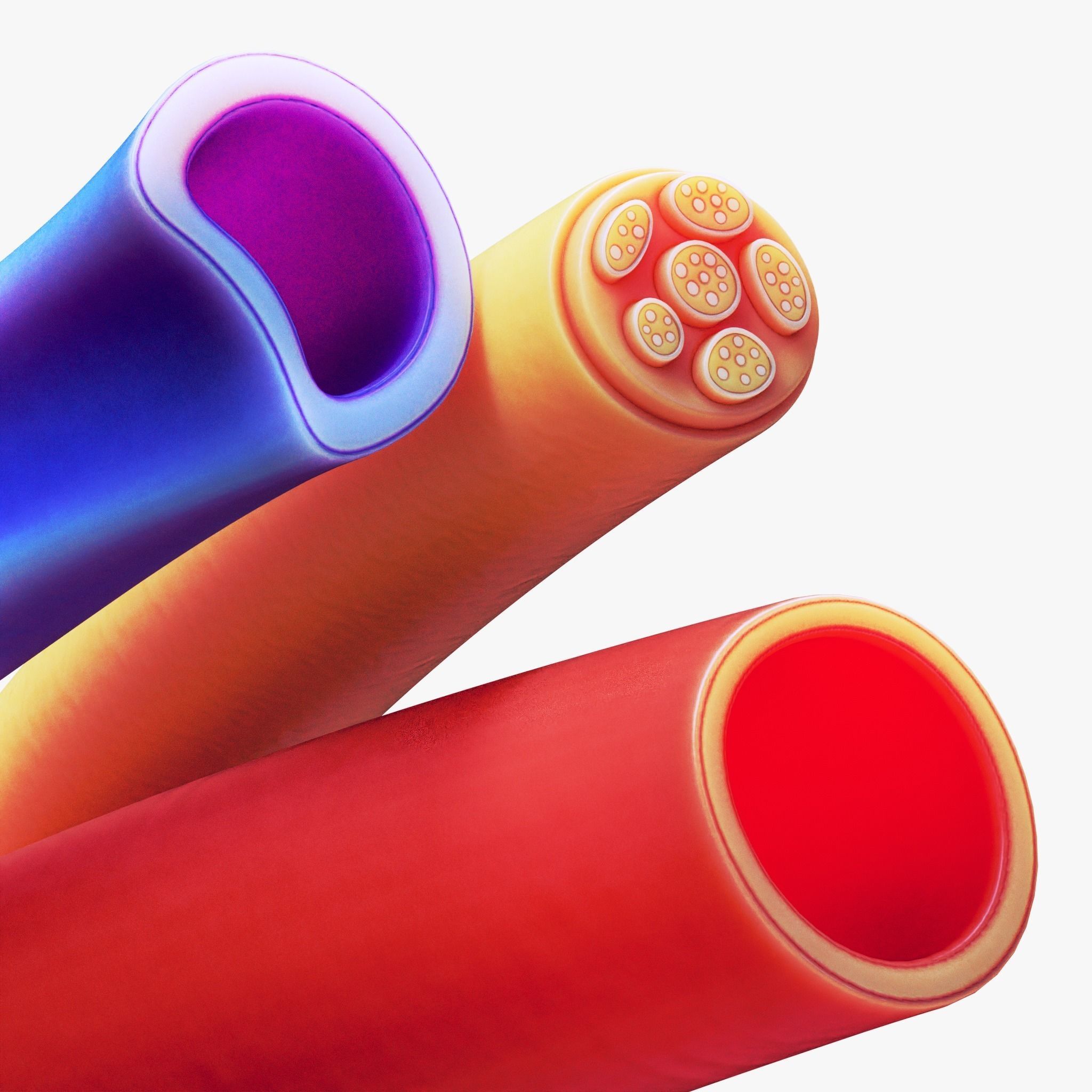 Osteocyte in compact bone Osteon 3D model_8