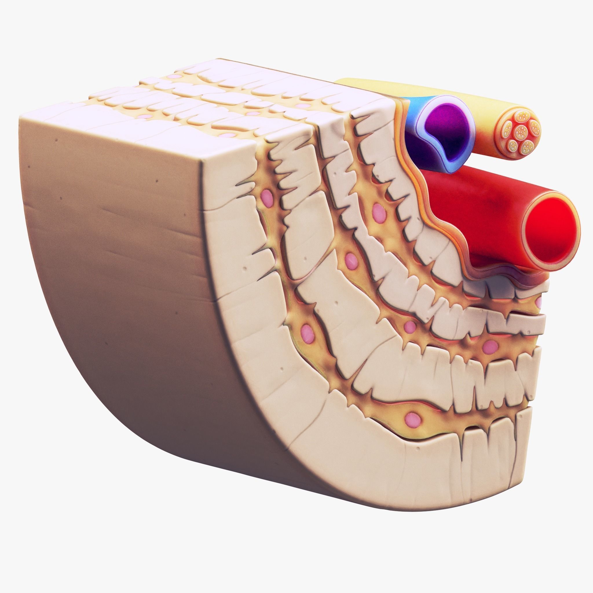 Osteocyte in compact bone Osteon 3D model_2