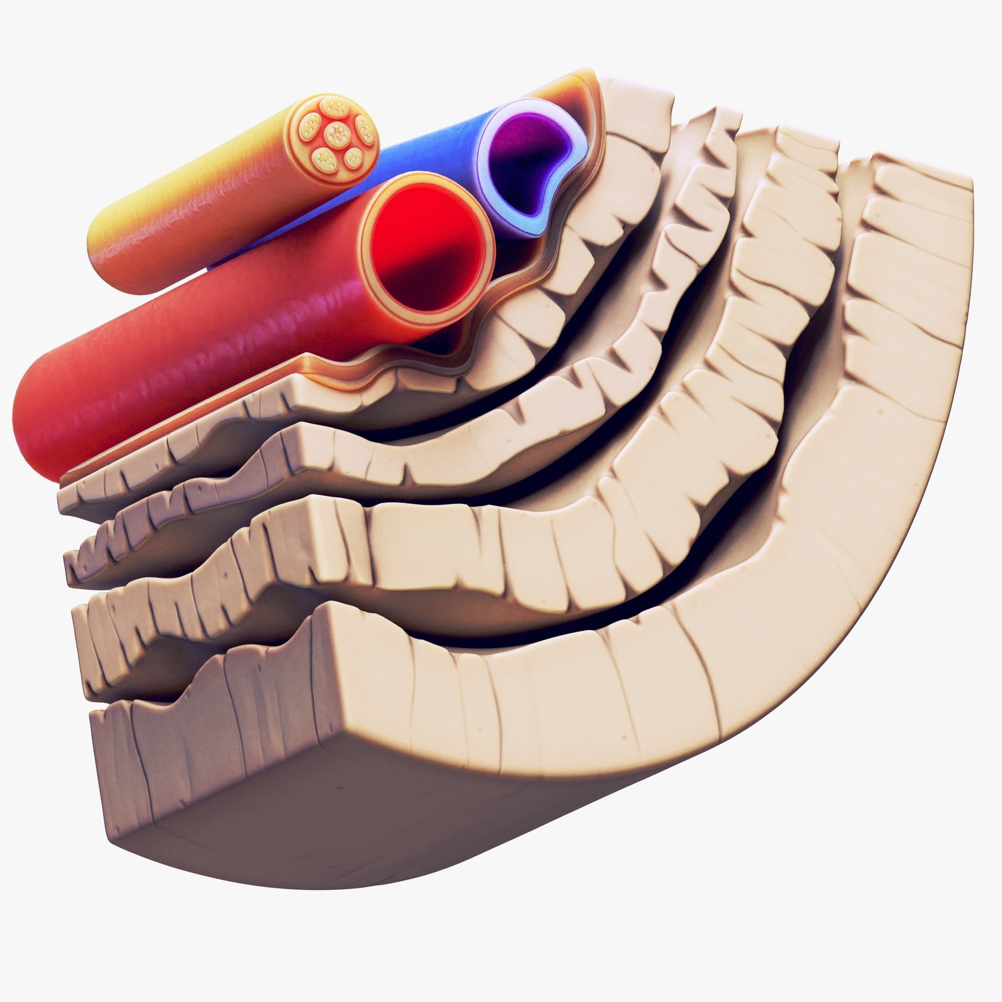 Osteocyte in compact bone Osteon 3D model_5