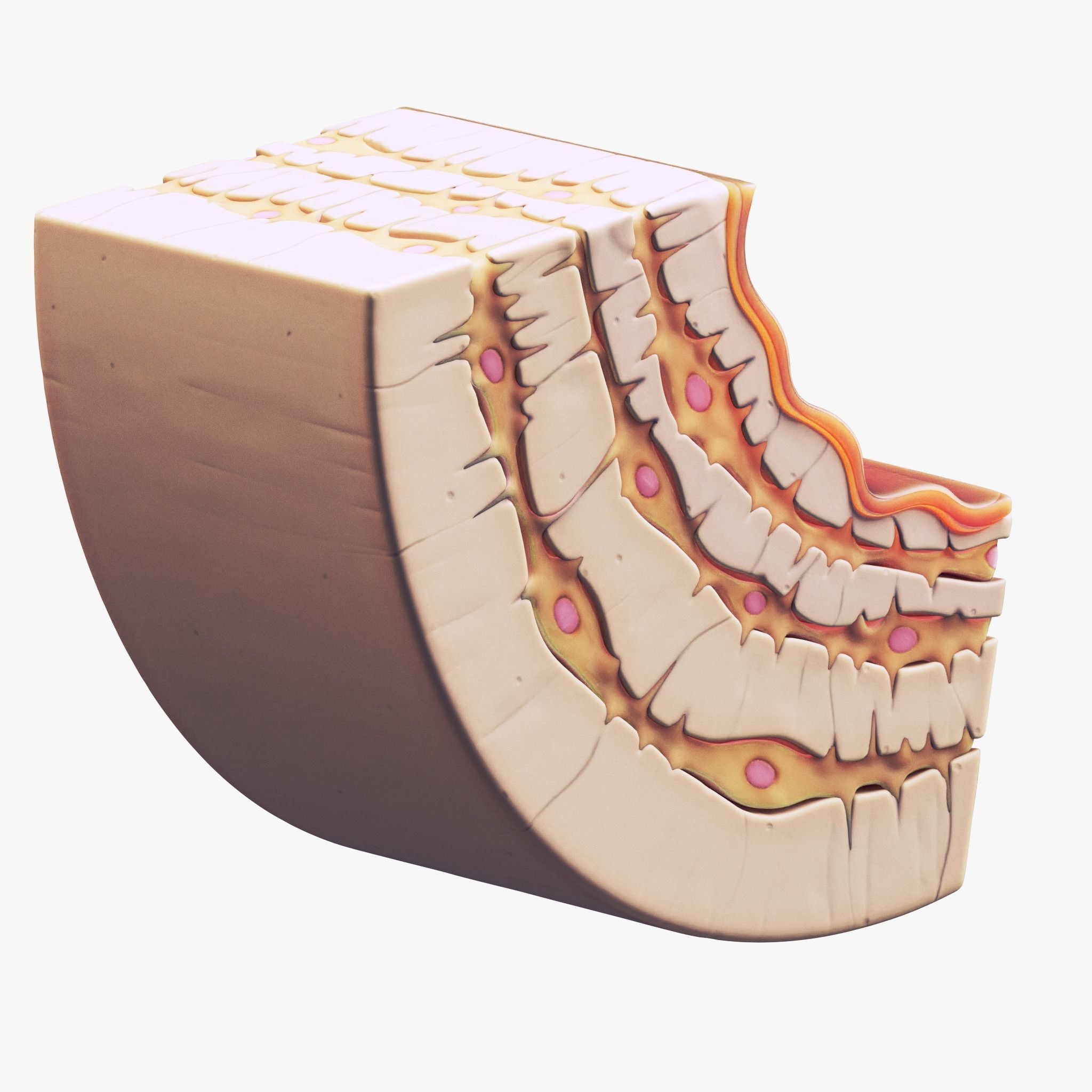 Osteocyte in compact bone Osteon 3D model_6
