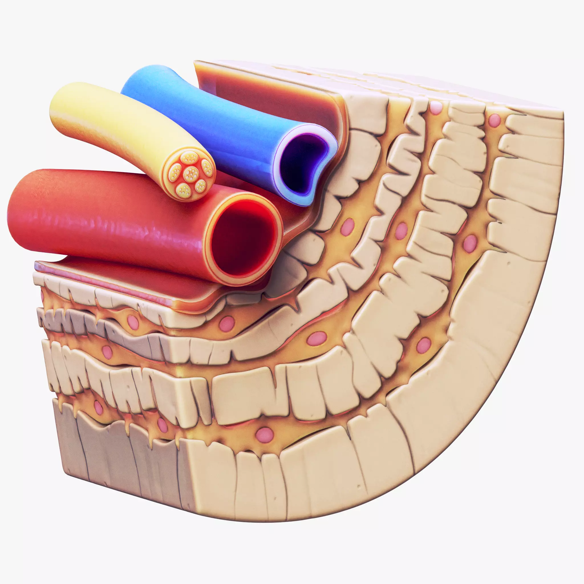Osteocyte in compact bone Osteon 3D model_0