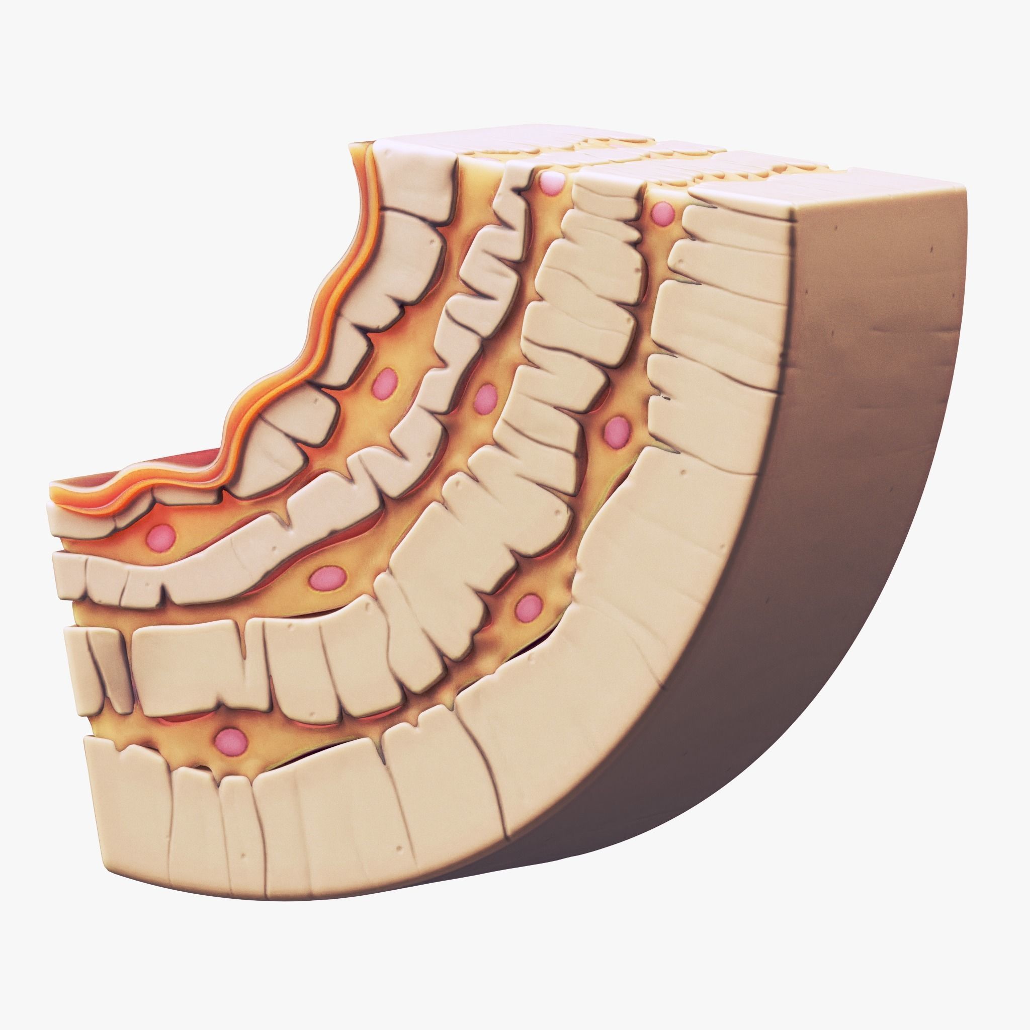 Osteocyte in compact bone Osteon 3D model_4