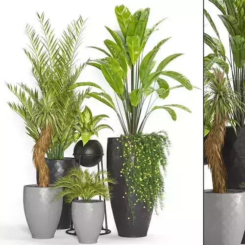 Collaction Indoor plant vol 38