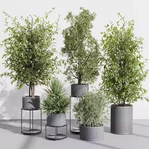 indoor plant set 398 pot tree in a concrete dirt vase Low-poly 3D model
