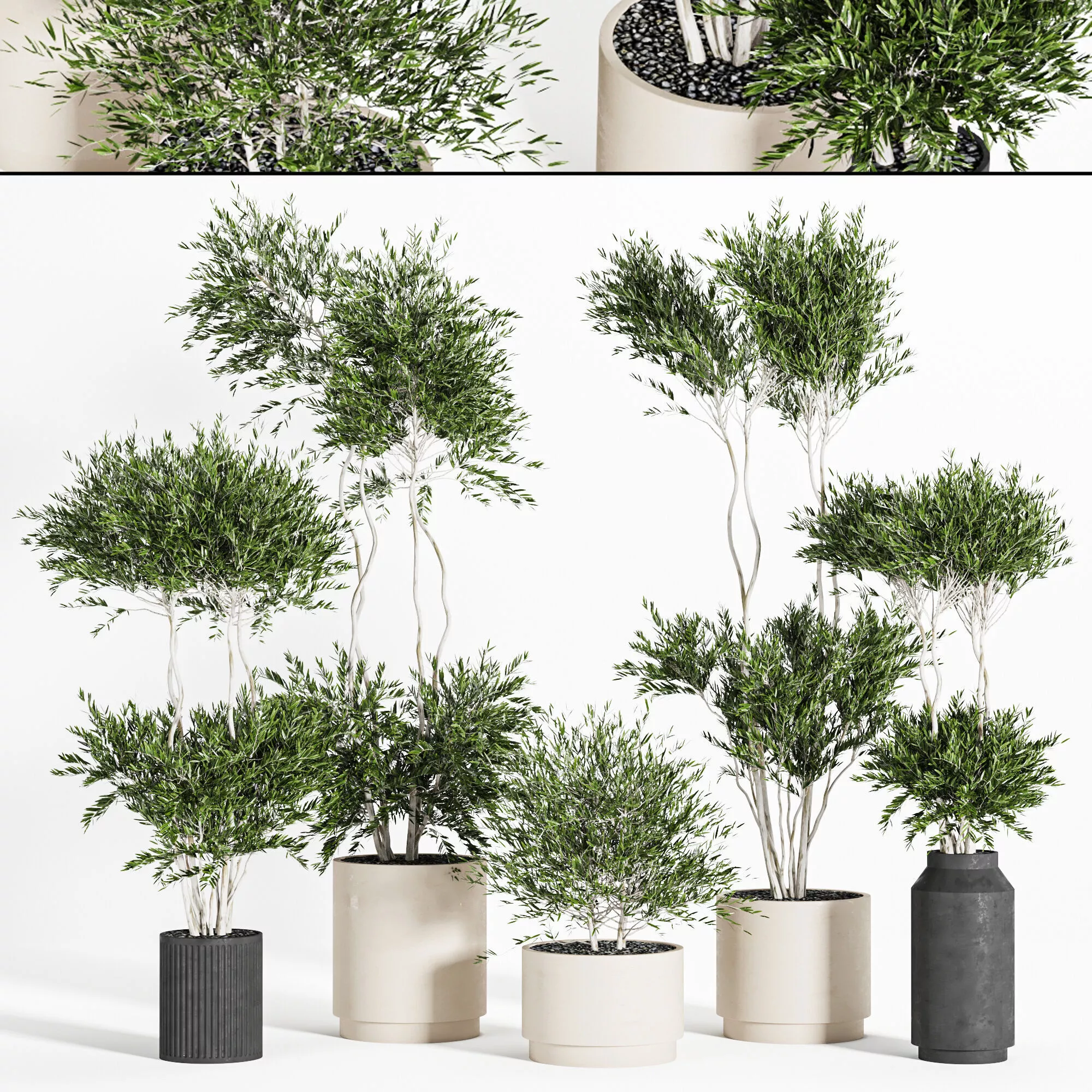 Collaction Indoor plant vol 44 3D model