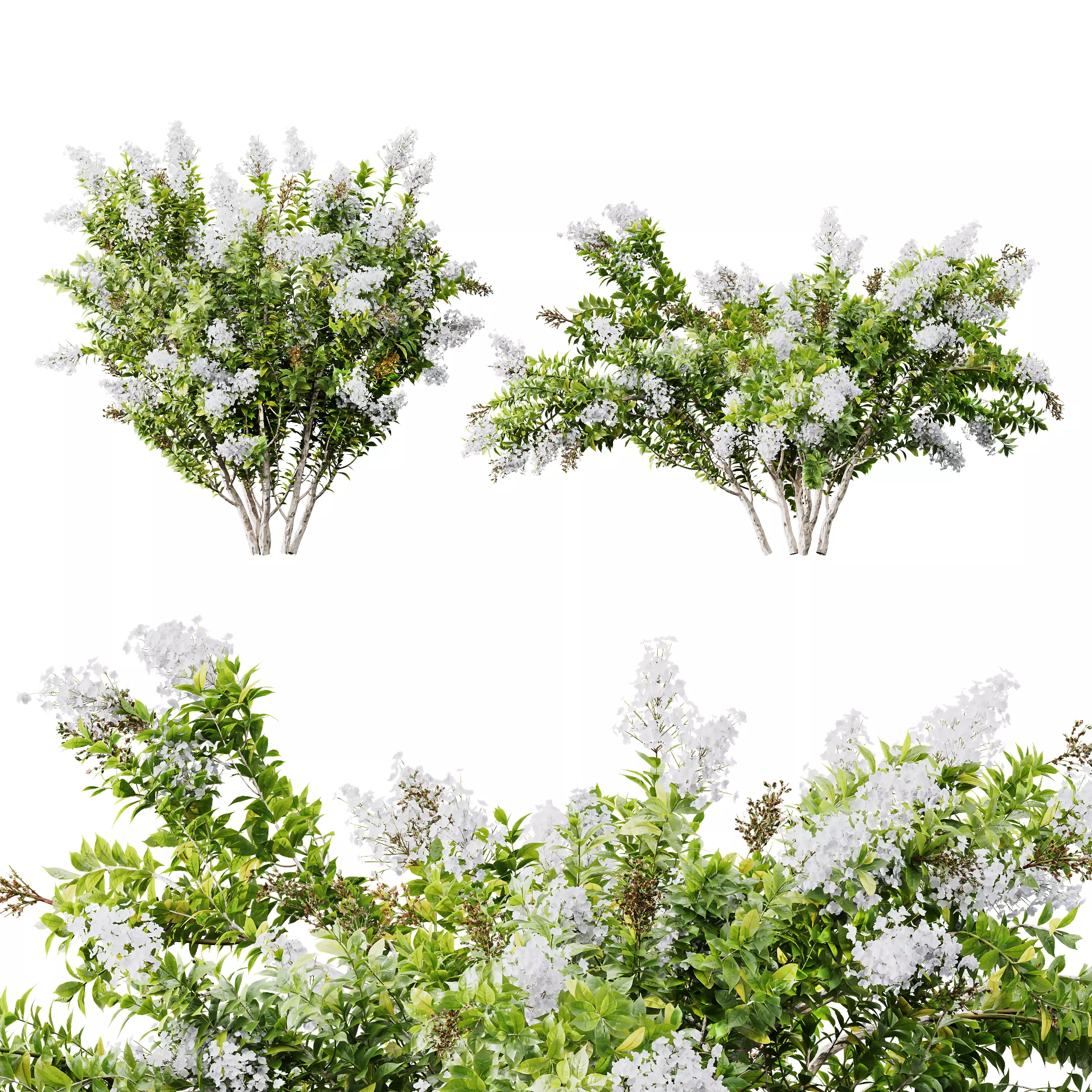 HQ Plants Myrtle White Flower little 3D model_0