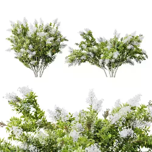 HQ Plants Myrtle White Flower little 3D model