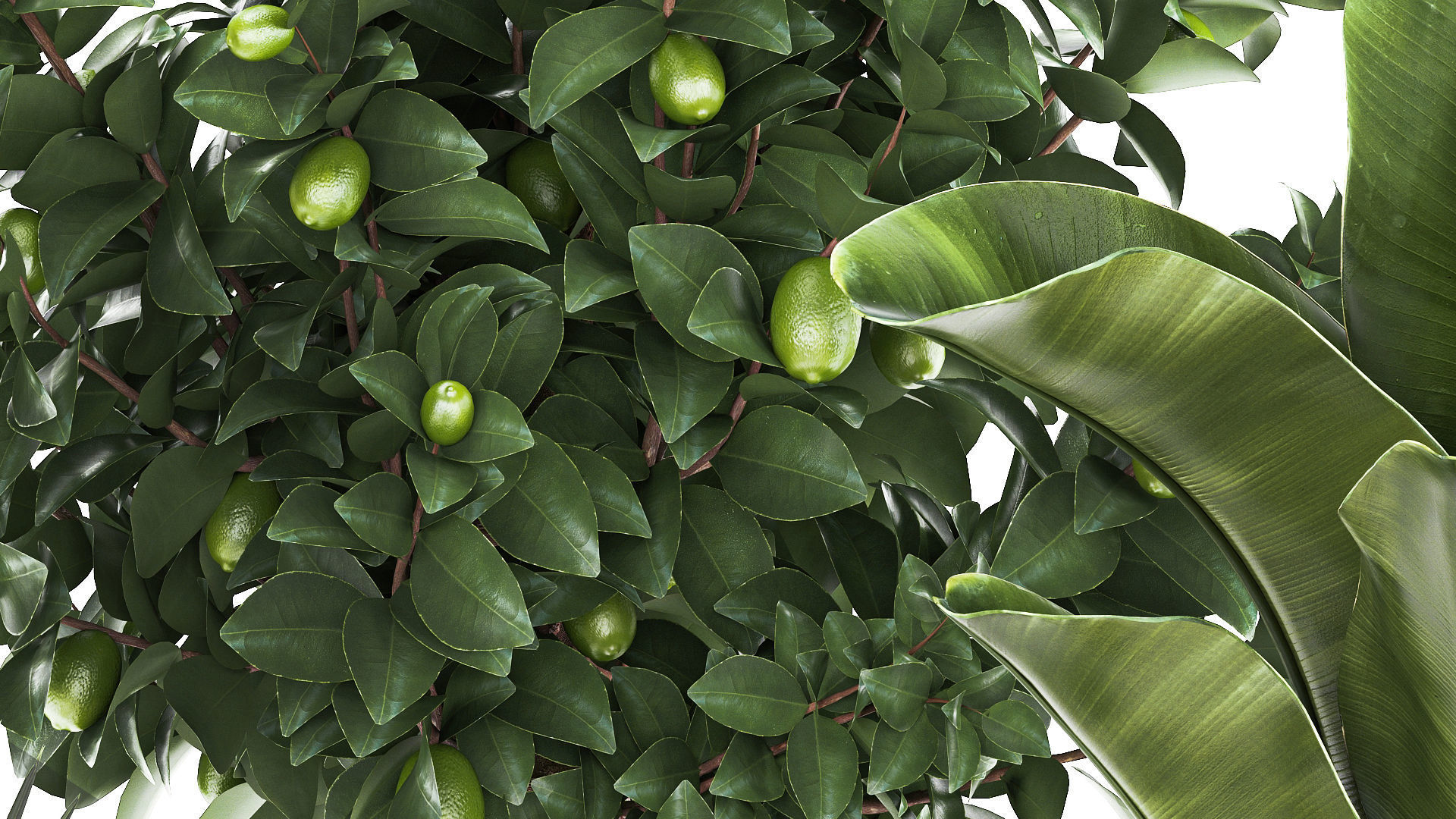 Set of beautiful plants lemon tree palm tree potted 1337 3D model_7