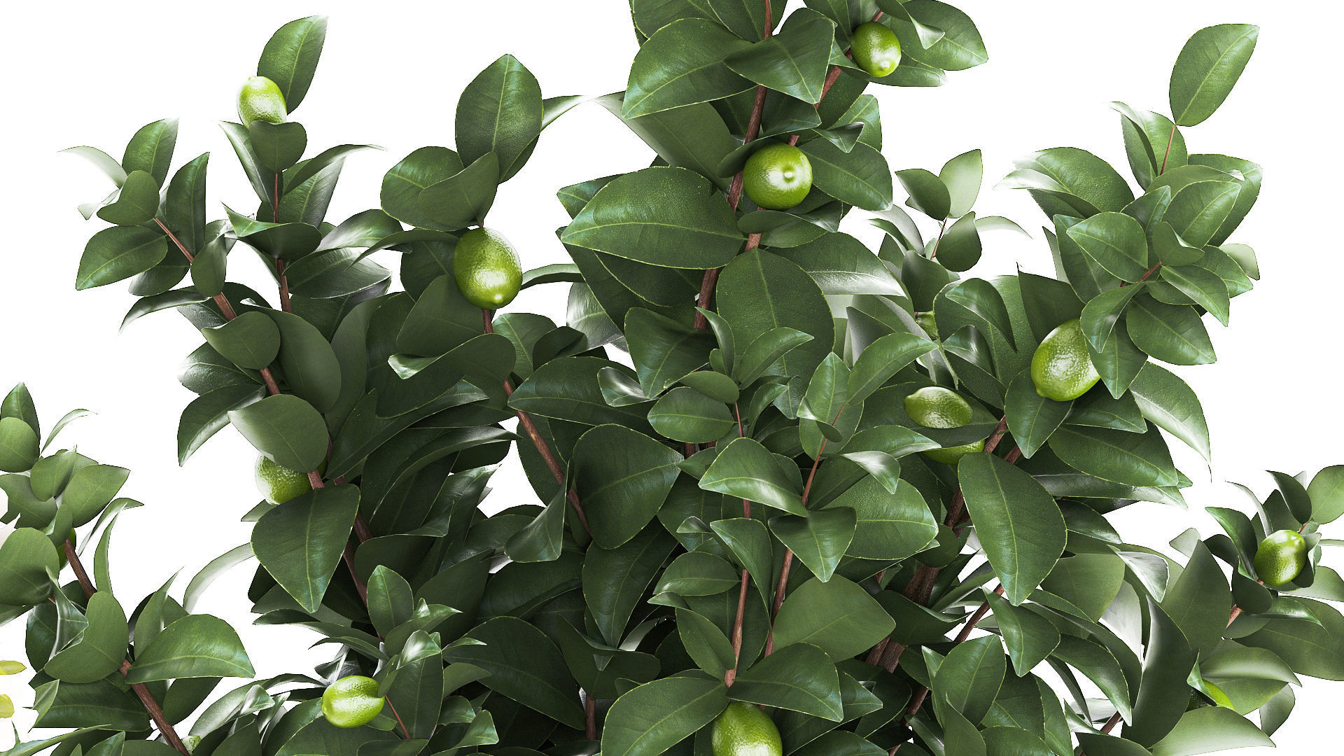 Set of beautiful plants lemon tree palm tree potted 1337 3D model_6