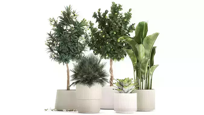 Set of beautiful plants lemon tree palm tree potted 1337