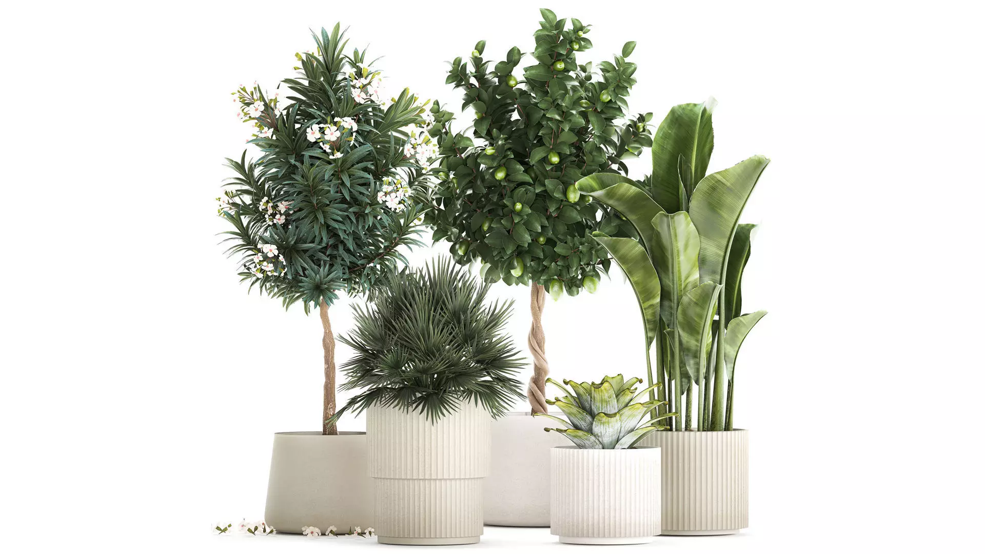 Set of beautiful plants lemon tree palm tree potted 1337 3D model_0