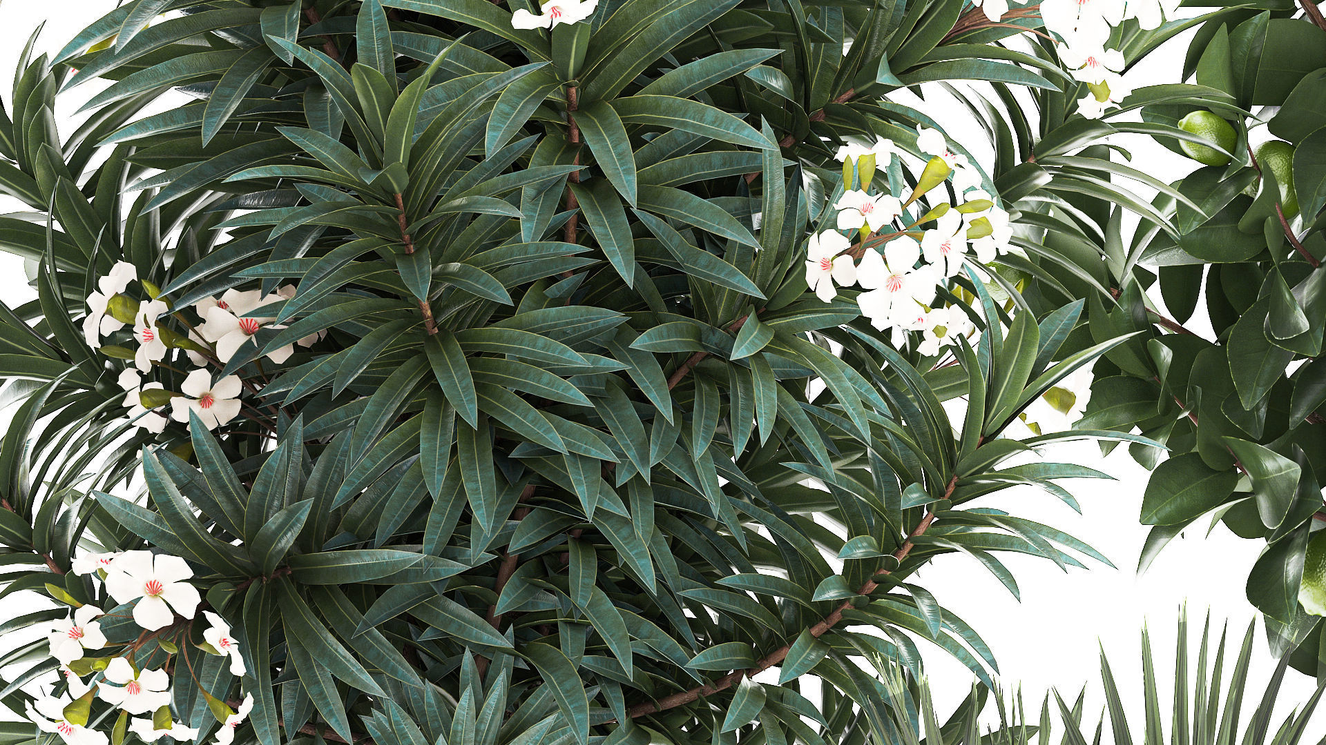 Set of beautiful plants lemon tree palm tree potted 1337 3D model_5