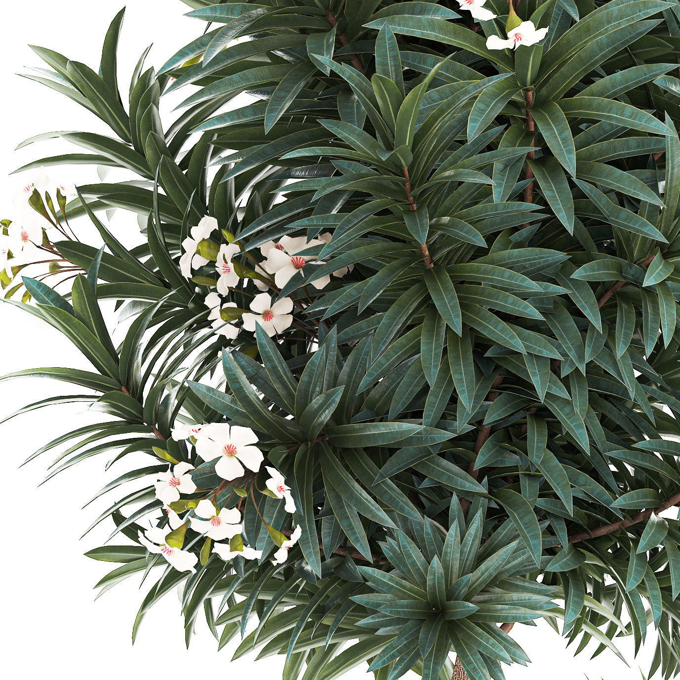 Set of beautiful plants lemon tree palm tree potted 1337 3D model_13