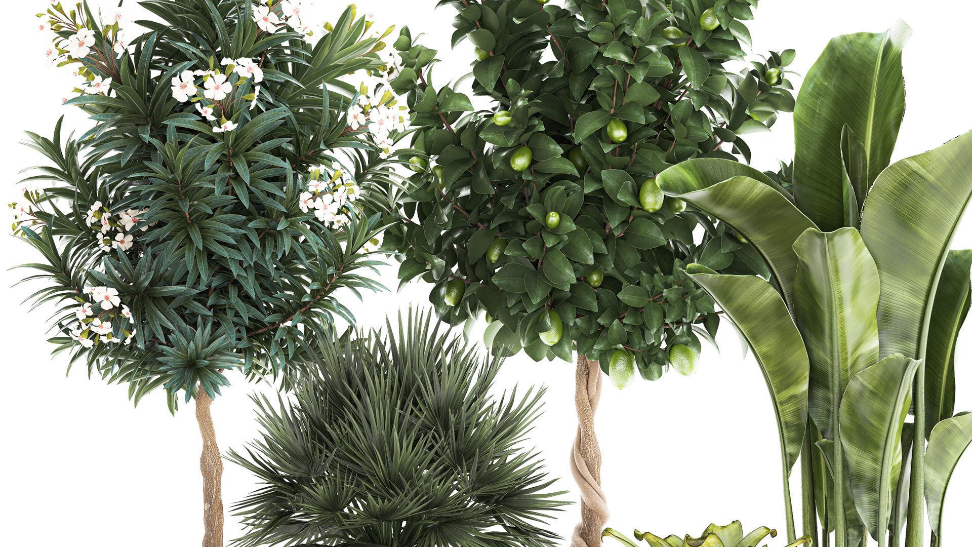 Set of beautiful plants lemon tree palm tree potted 1337 3D model_2