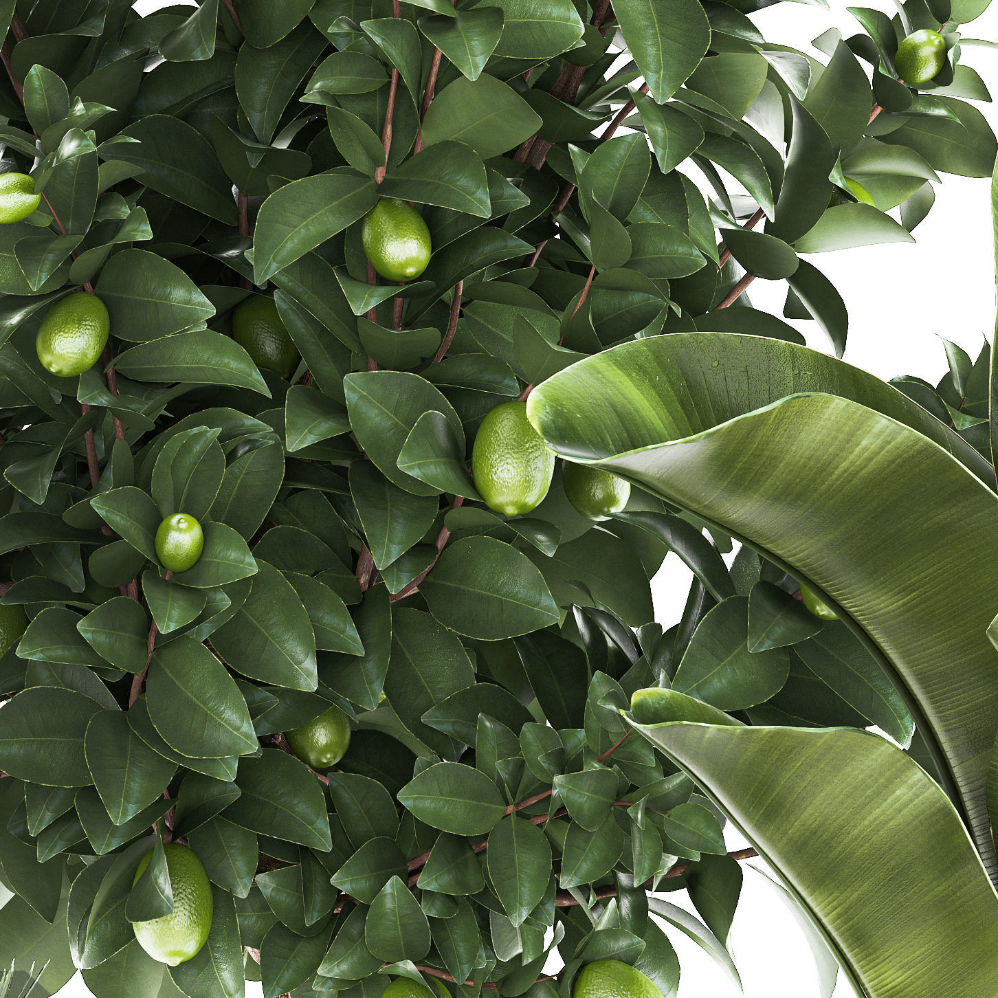 Set of beautiful plants lemon tree palm tree potted 1337 3D model_12