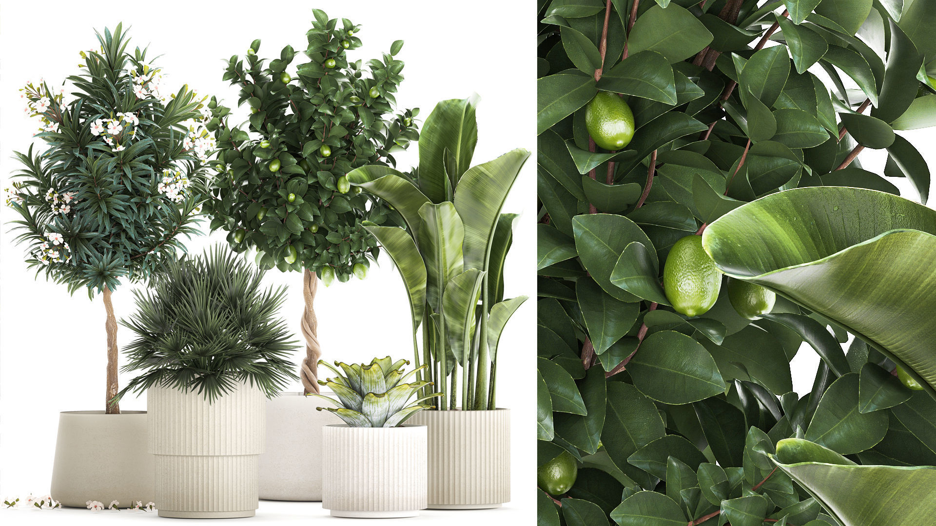 Set of beautiful plants lemon tree palm tree potted 1337 3D model_1