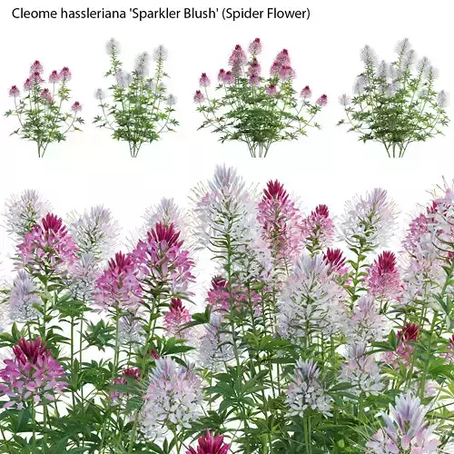 Cleome hassleriana Sparkler Blush - Spider Flower 3D model