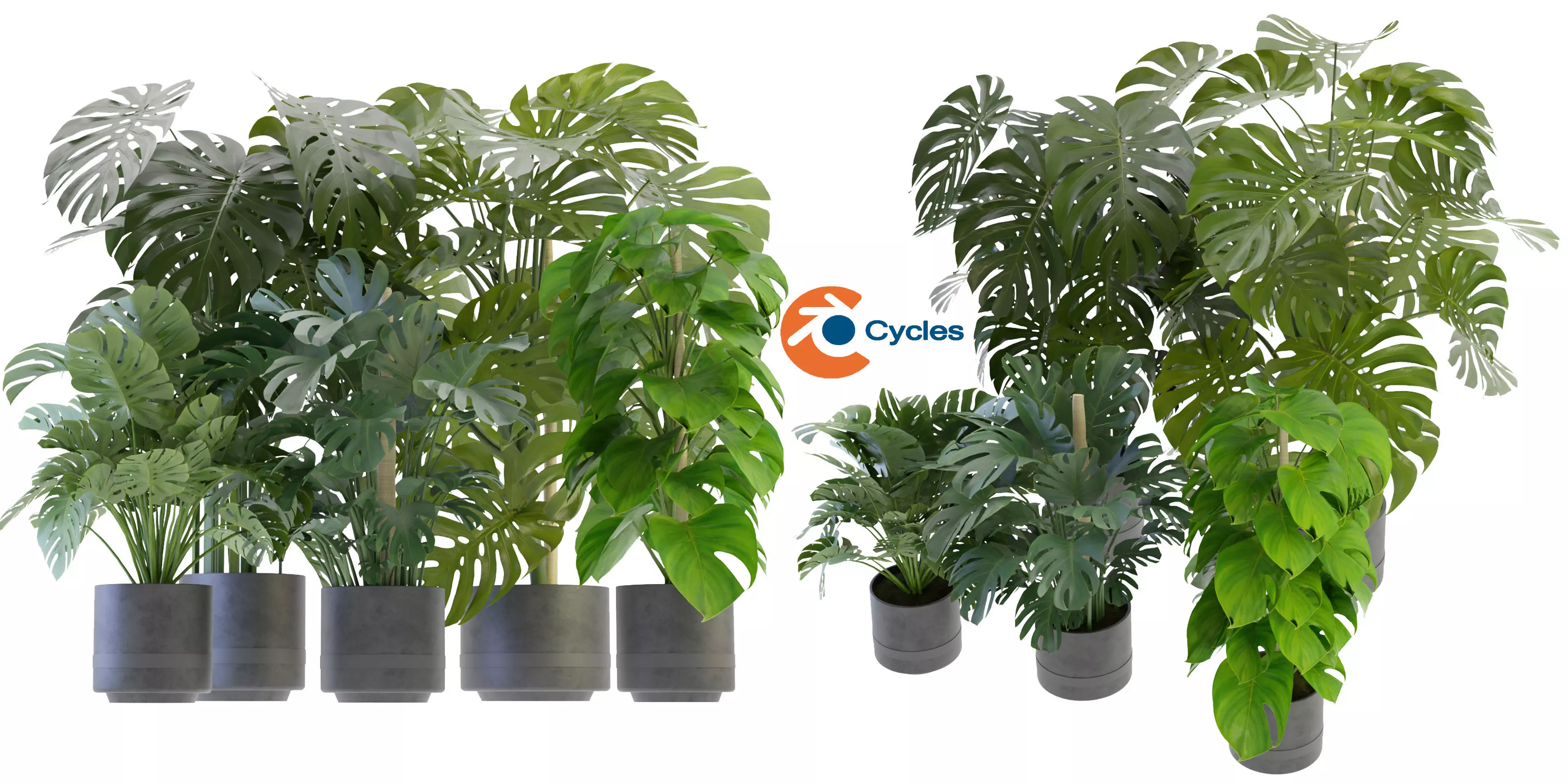 Collection plant vol 264 - blender model  3D model_0